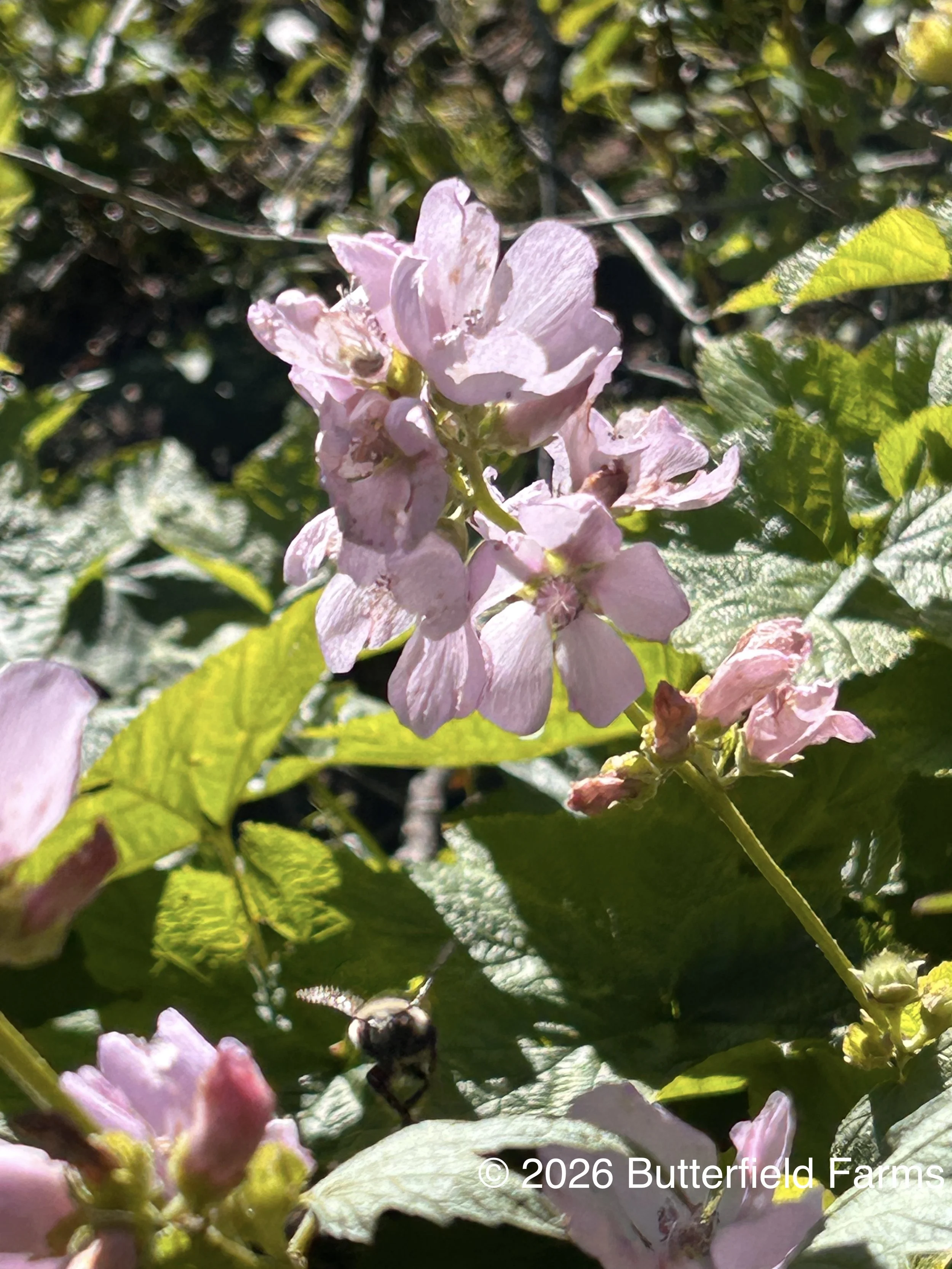 Mountain Hollyhock