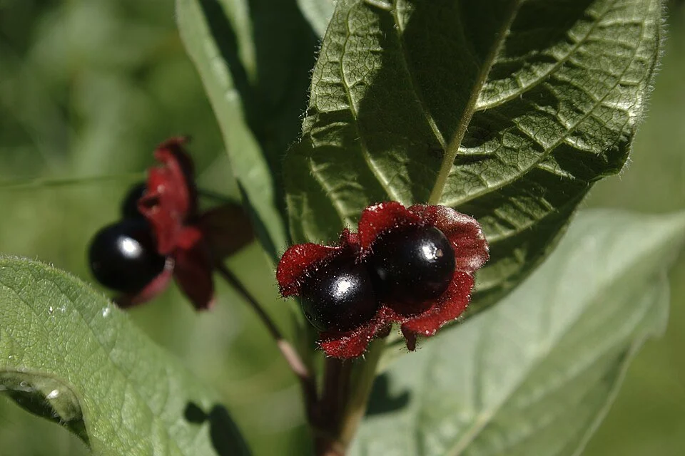 Black Twinberry.jpg