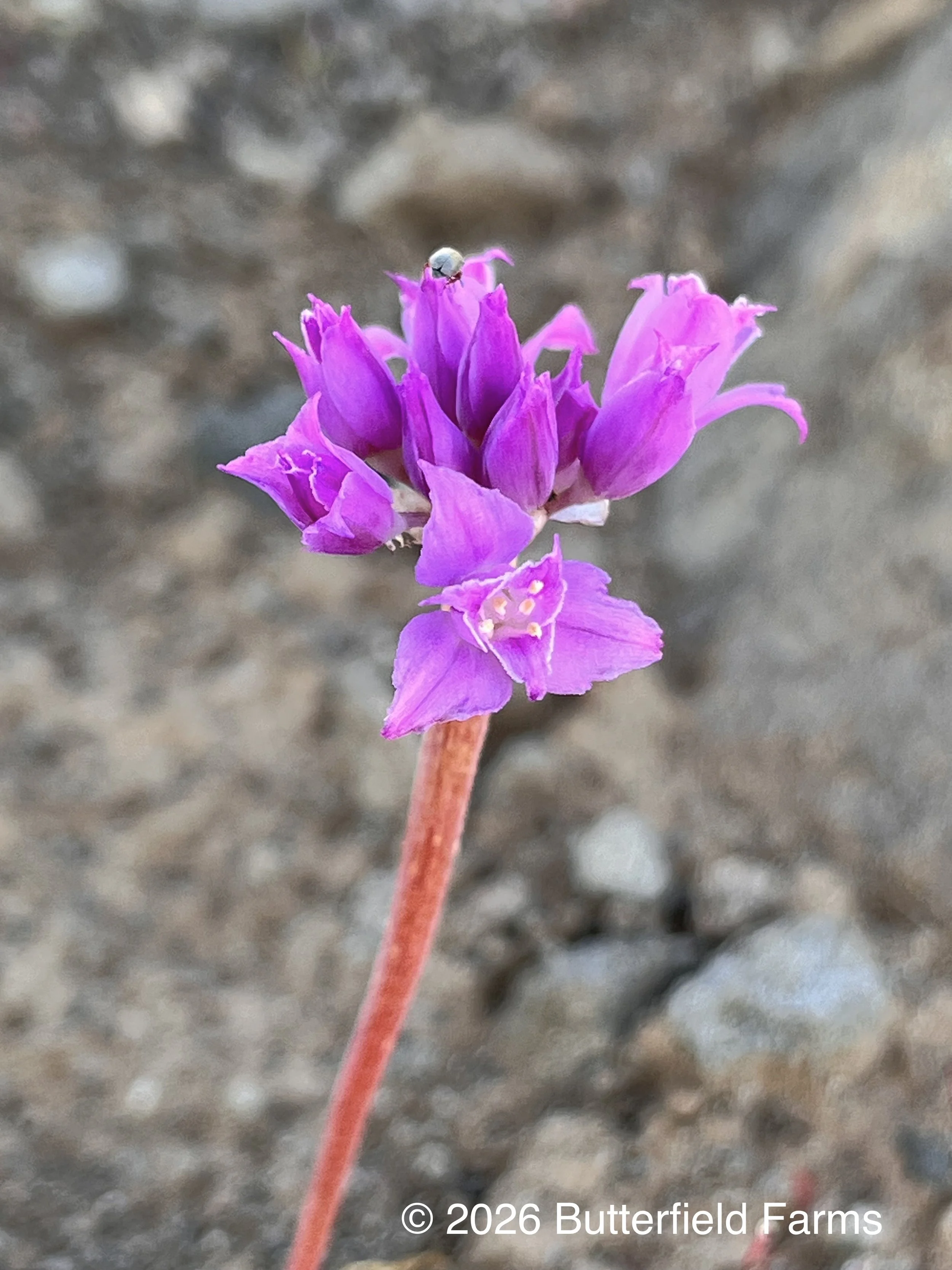 Hooker's Onion