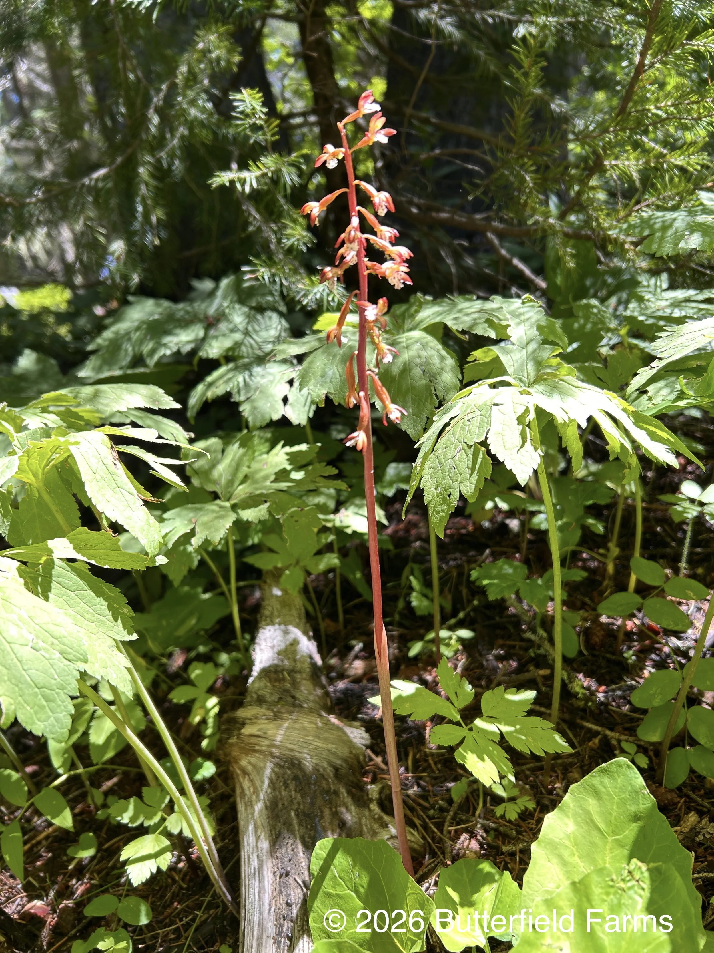 Spotted Coralroot plant.jpg