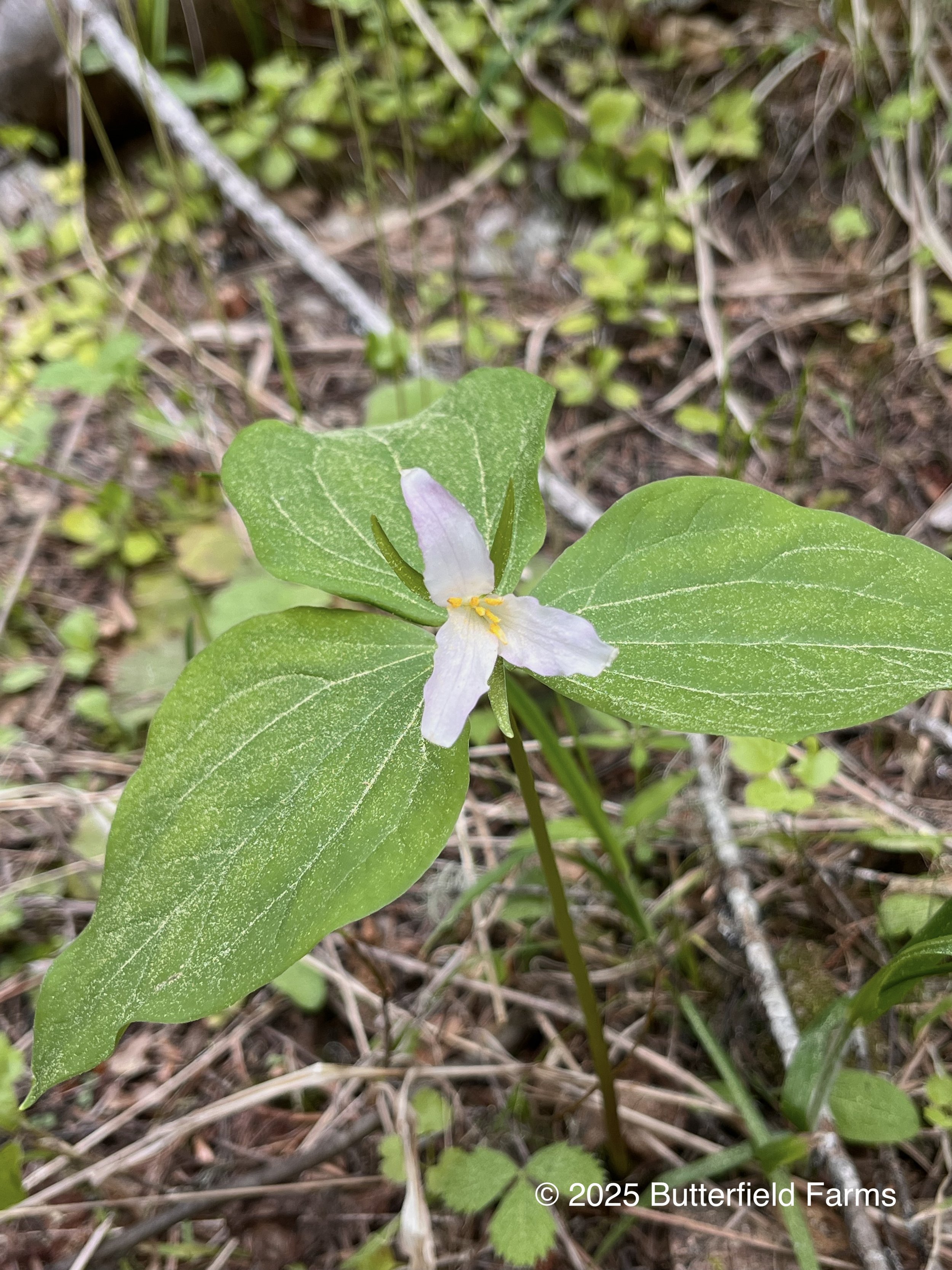 Western Trillium (white).jpg