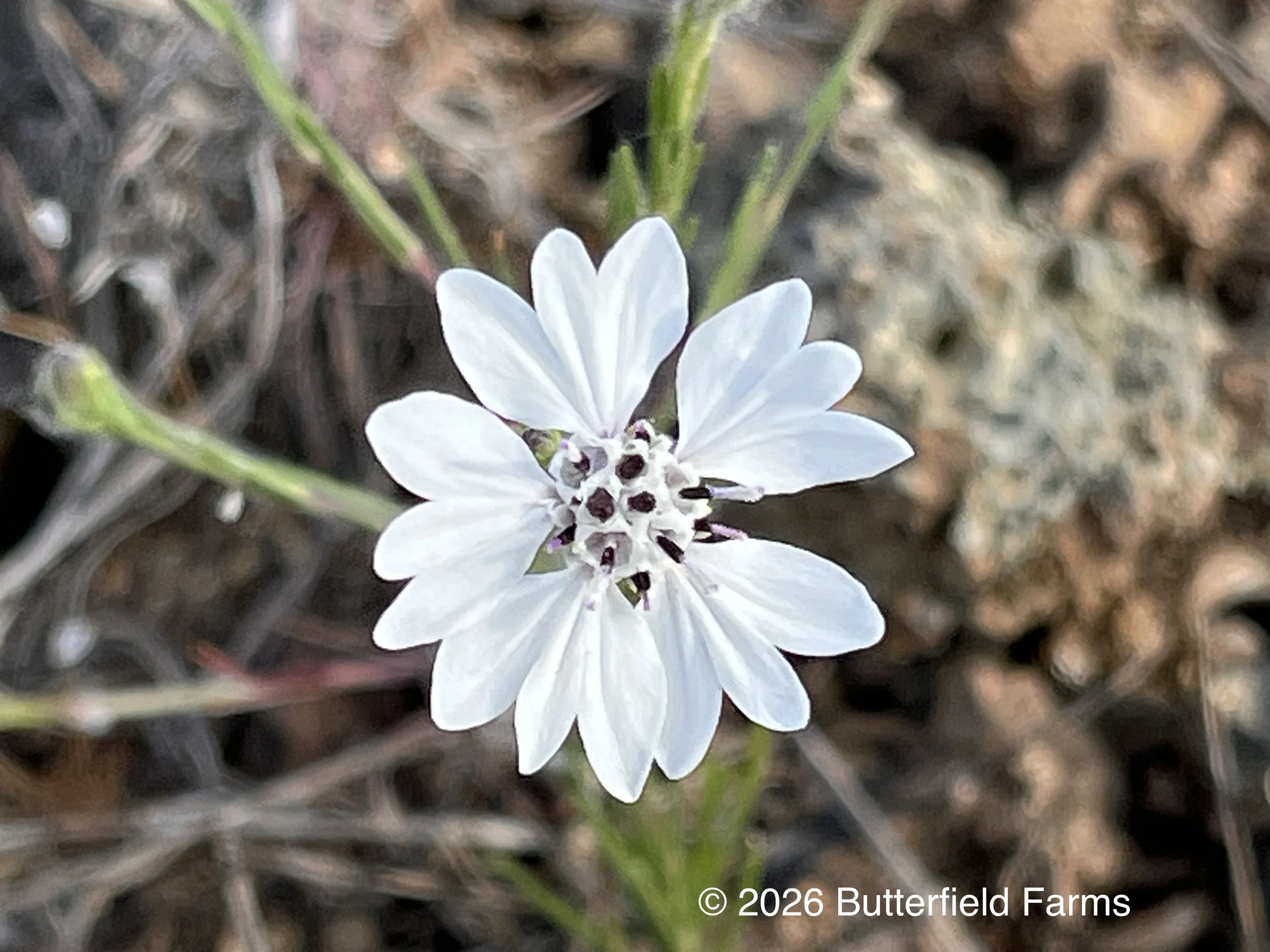 Eyelash Weed flower.jpg