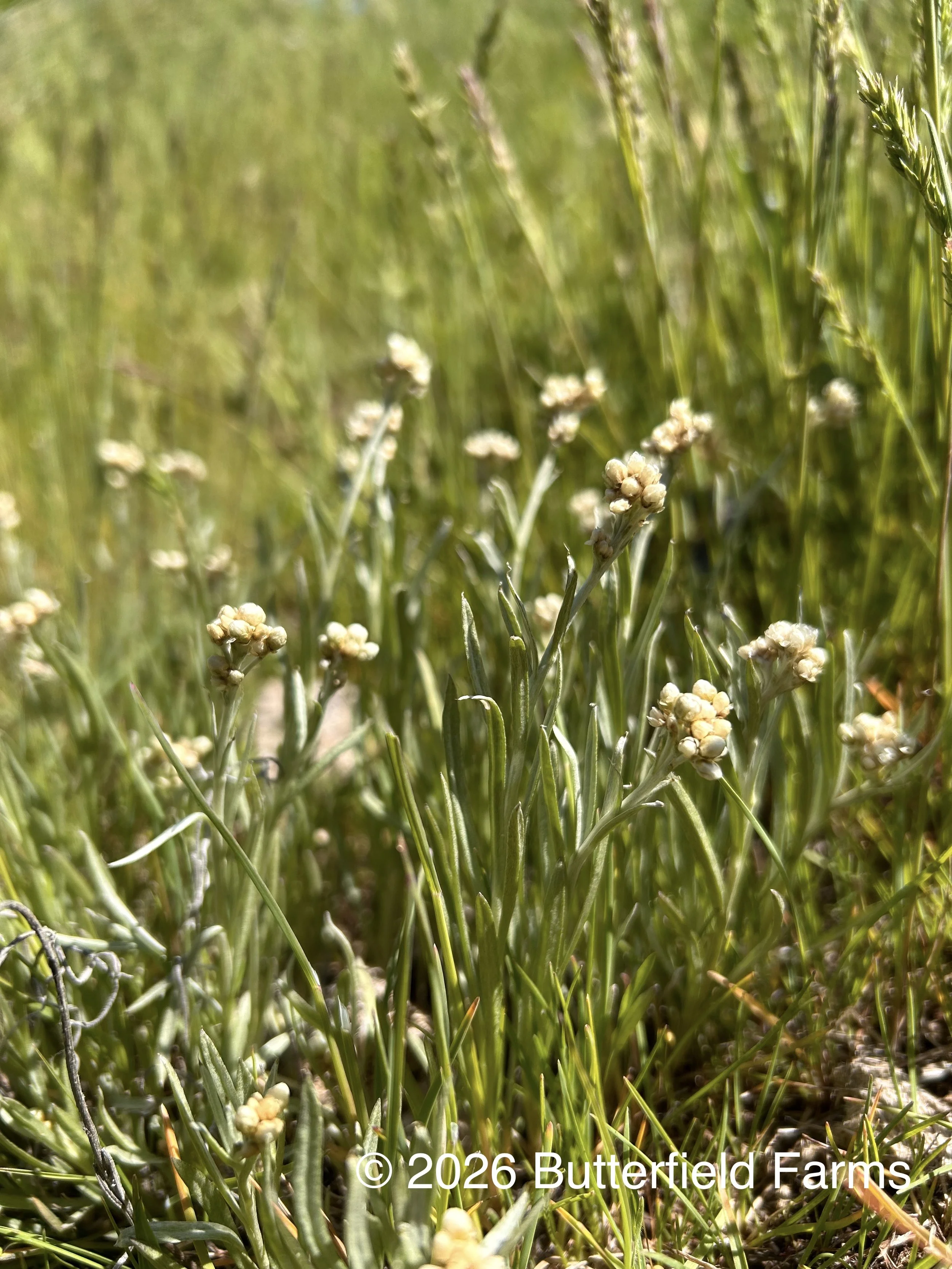 woodrush pussytoes plant.jpg