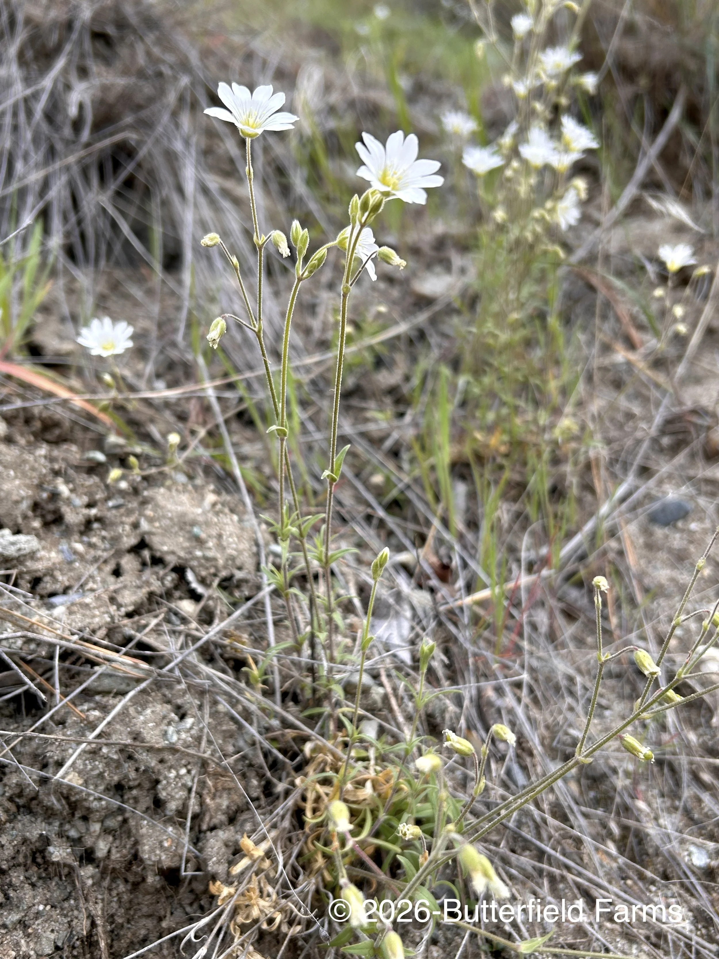 chickweed 2 (Cow Creek).jpg