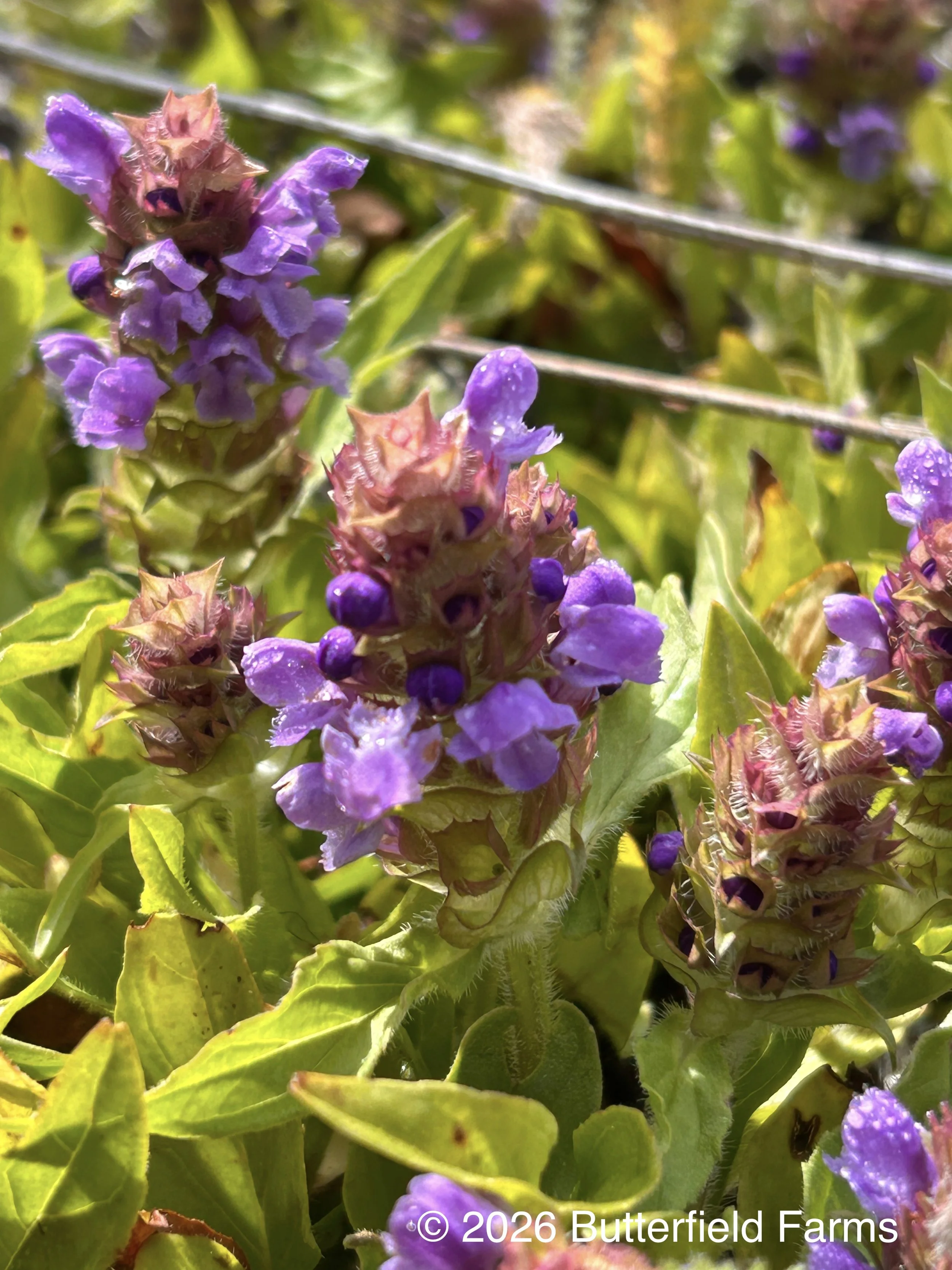 Selfheal flower 2.jpg