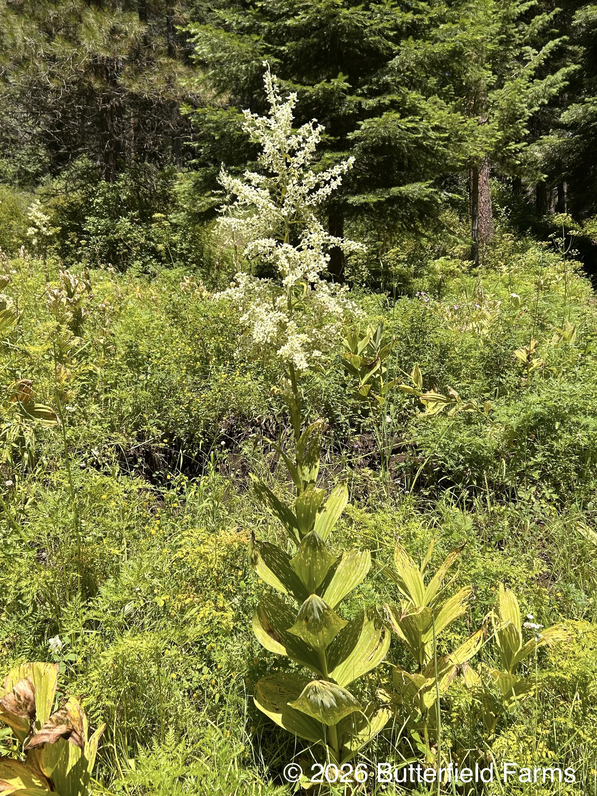 False Hellebore