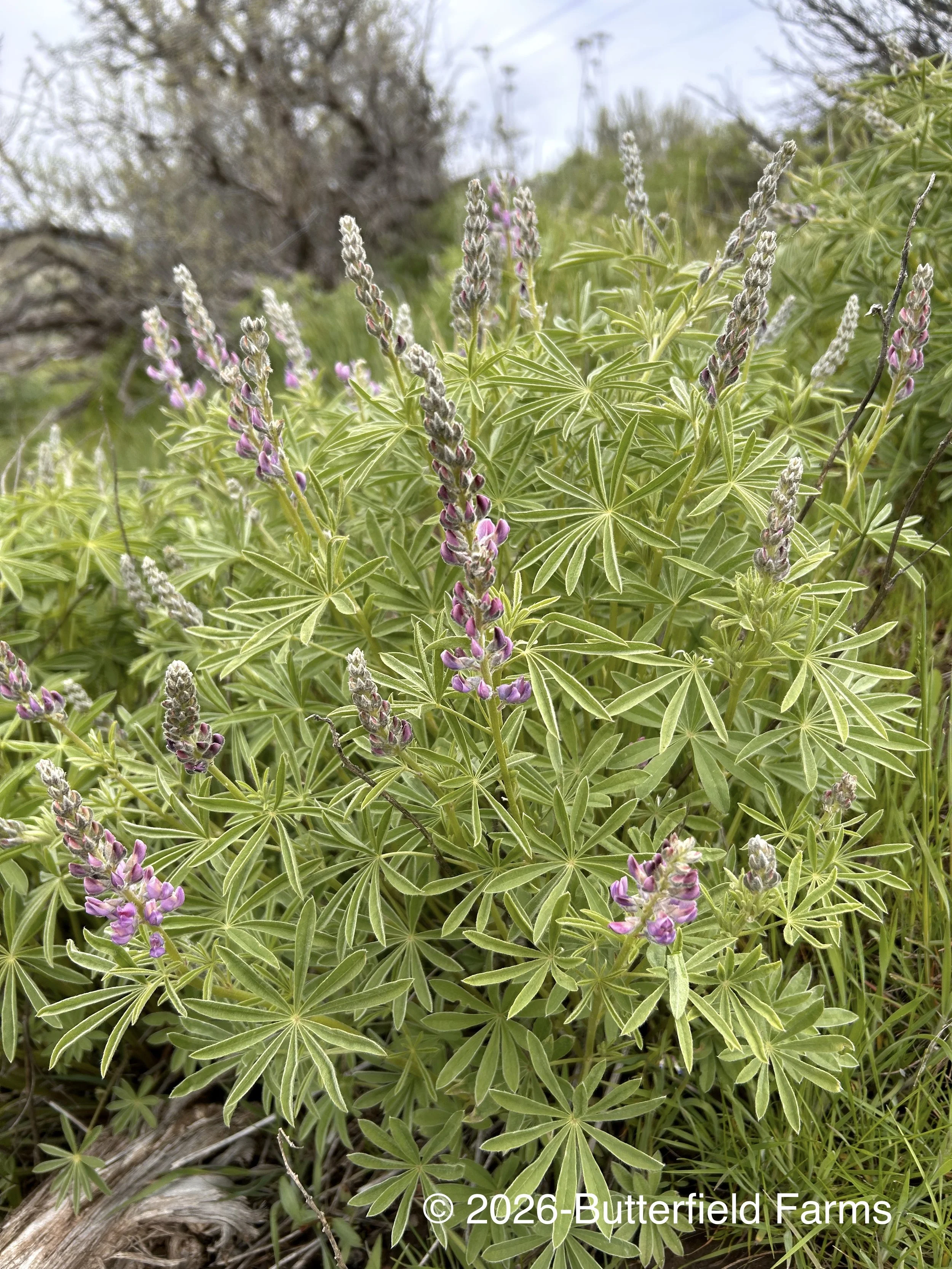 Lupine, Silvery.jpg