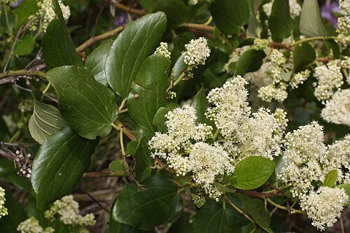 Ceanothus, Buckbrush.JPG