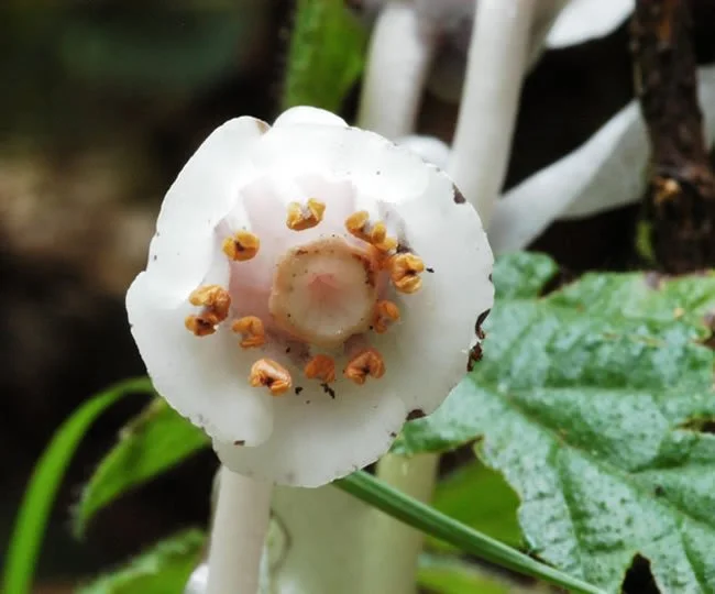 Indian Pipe flower.jpg