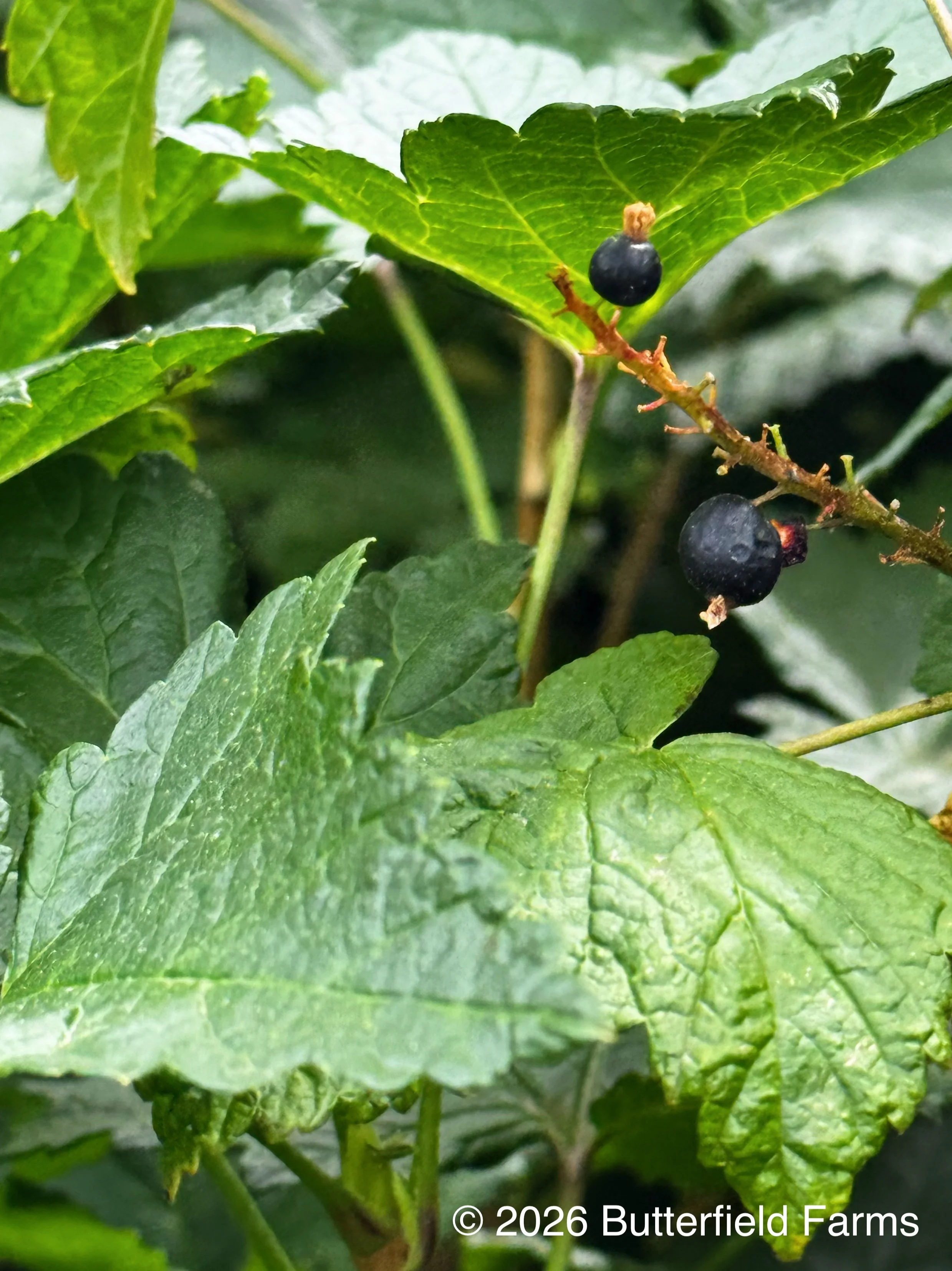 Currant, N Black-berry.jpg