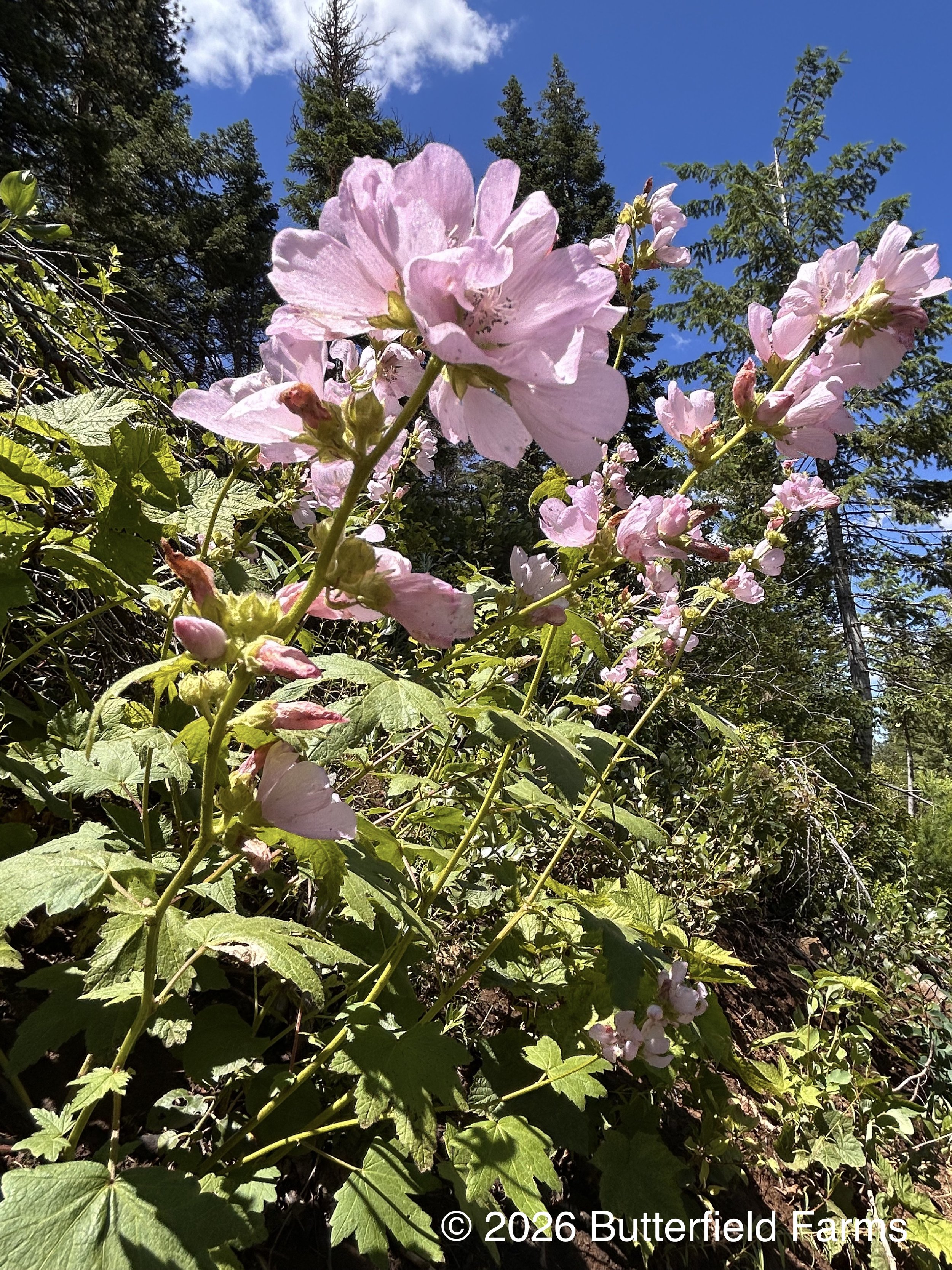 Hollyhock--flower1.jpg