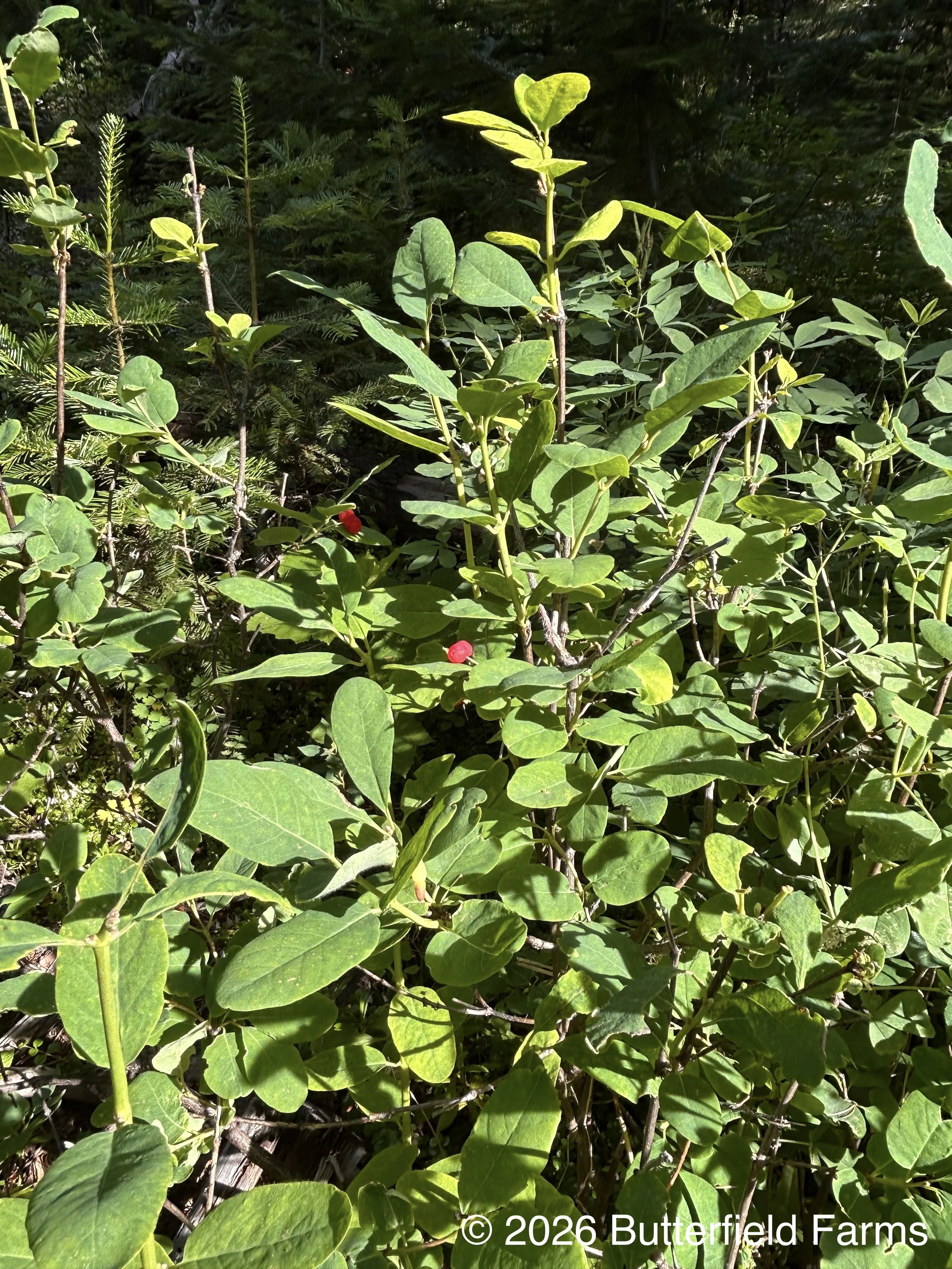Twinberry plant.jpg