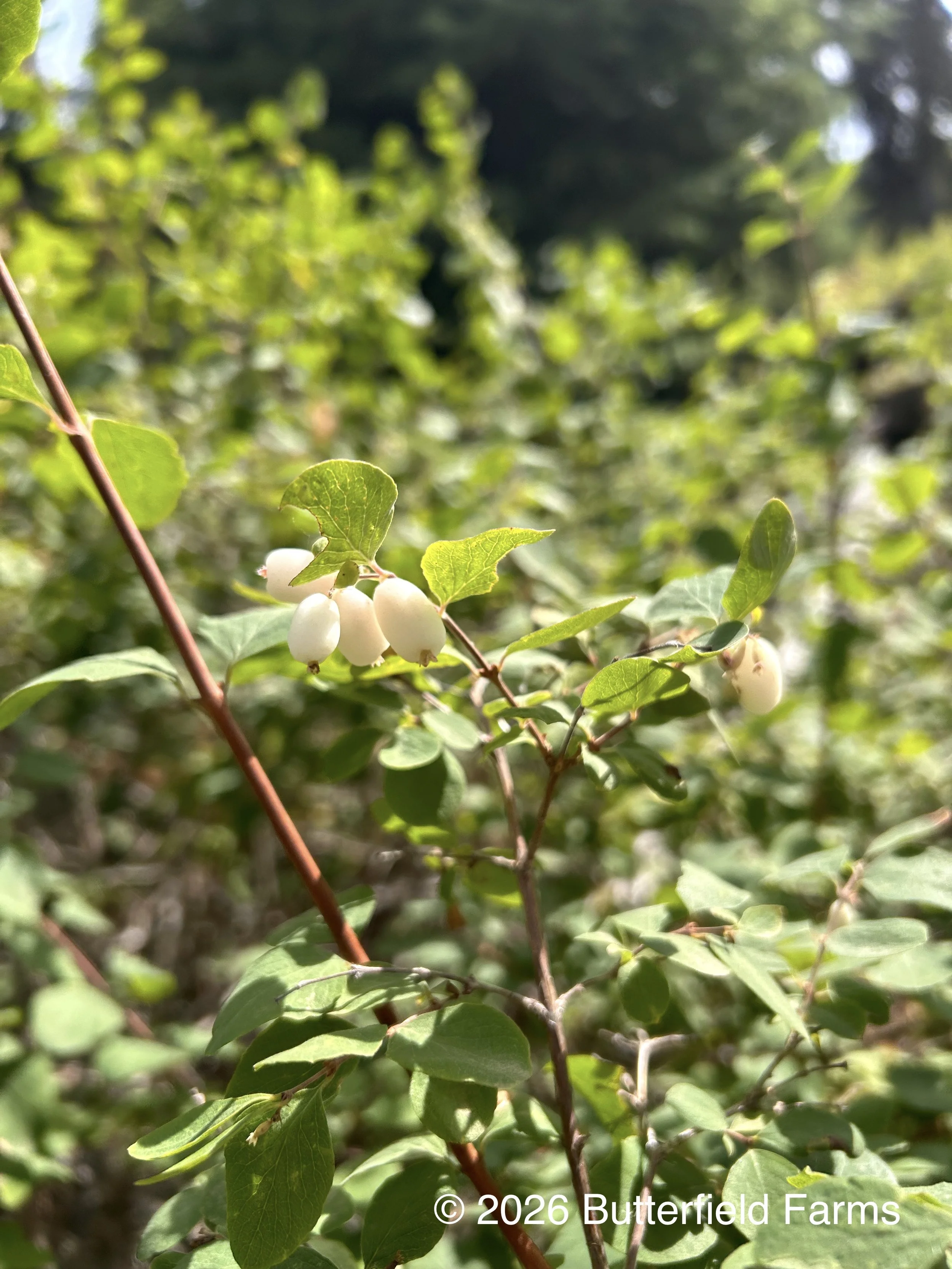 Snowberry berry.jpg