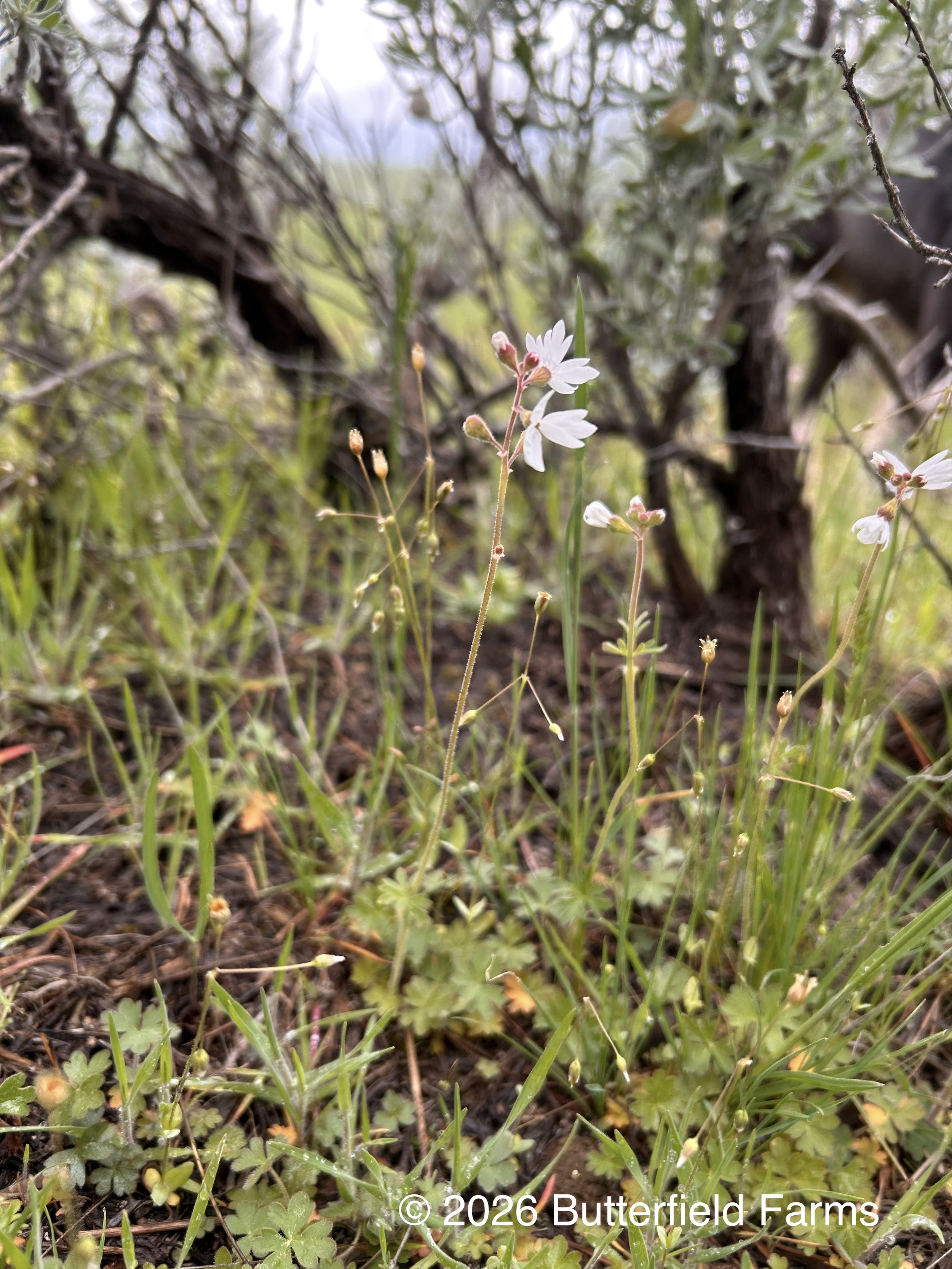 Woodland Star plant (Rachael's).jpg