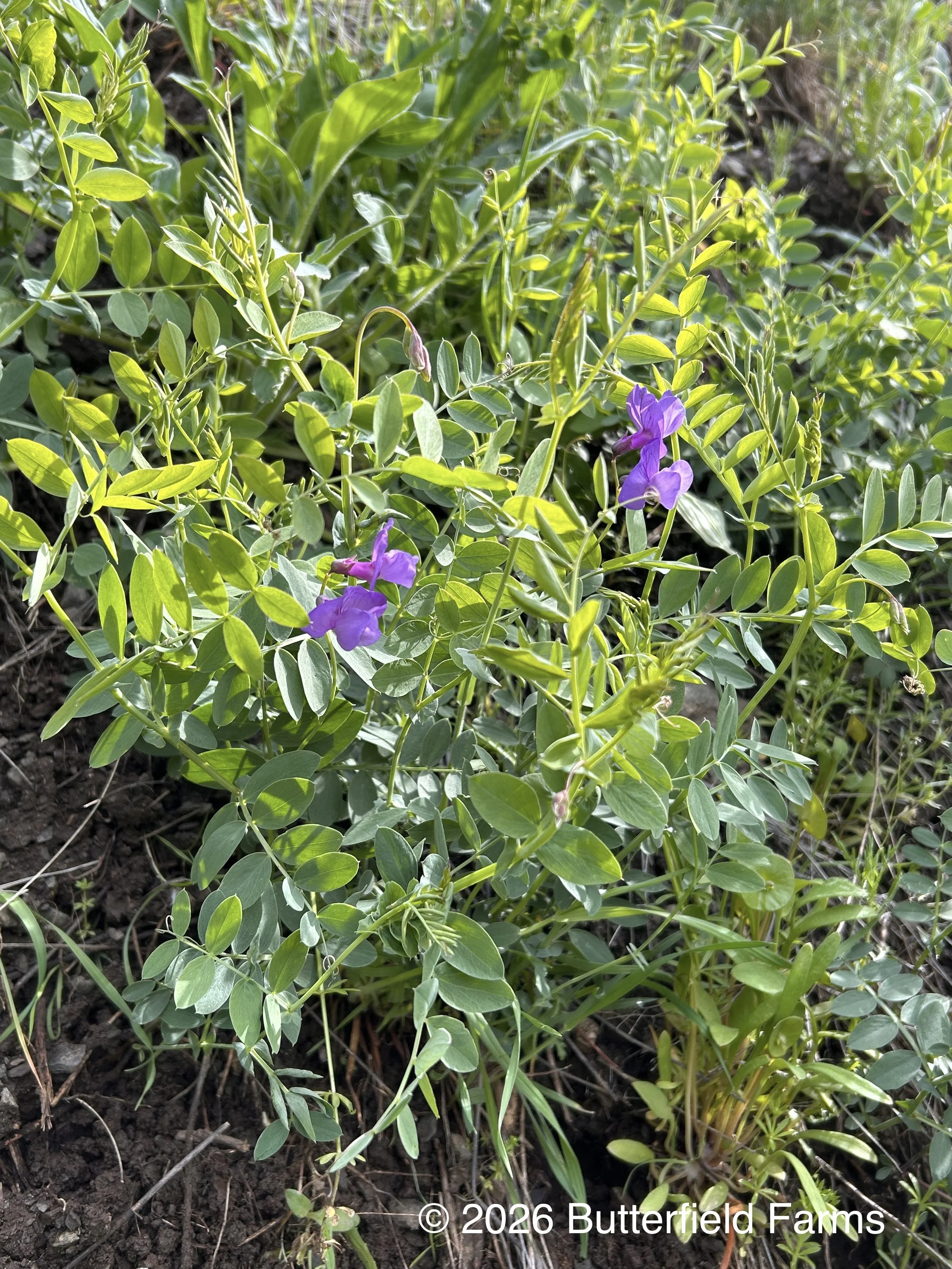 American Vetch 1.jpg