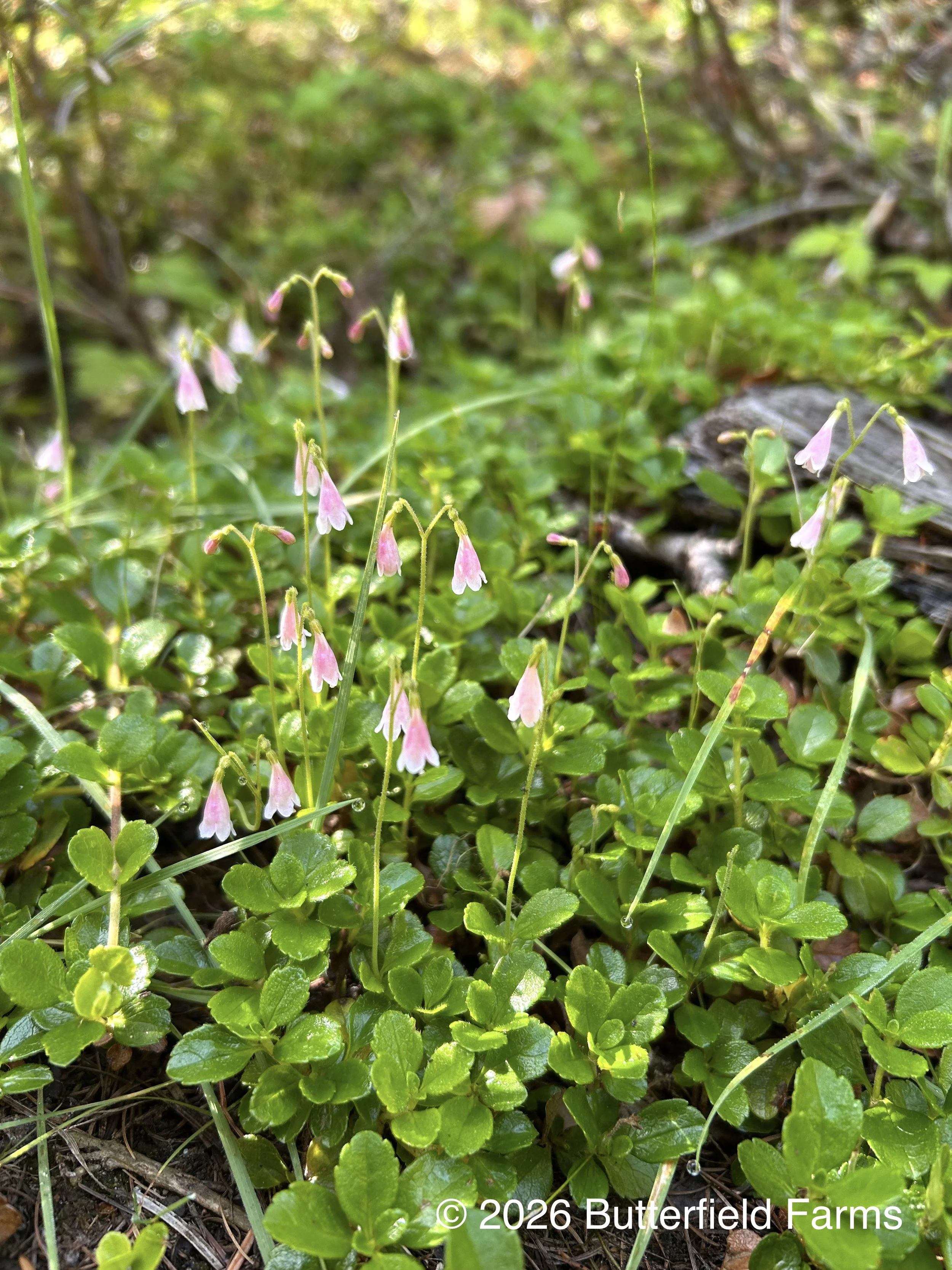 Twinflower plant.jpg