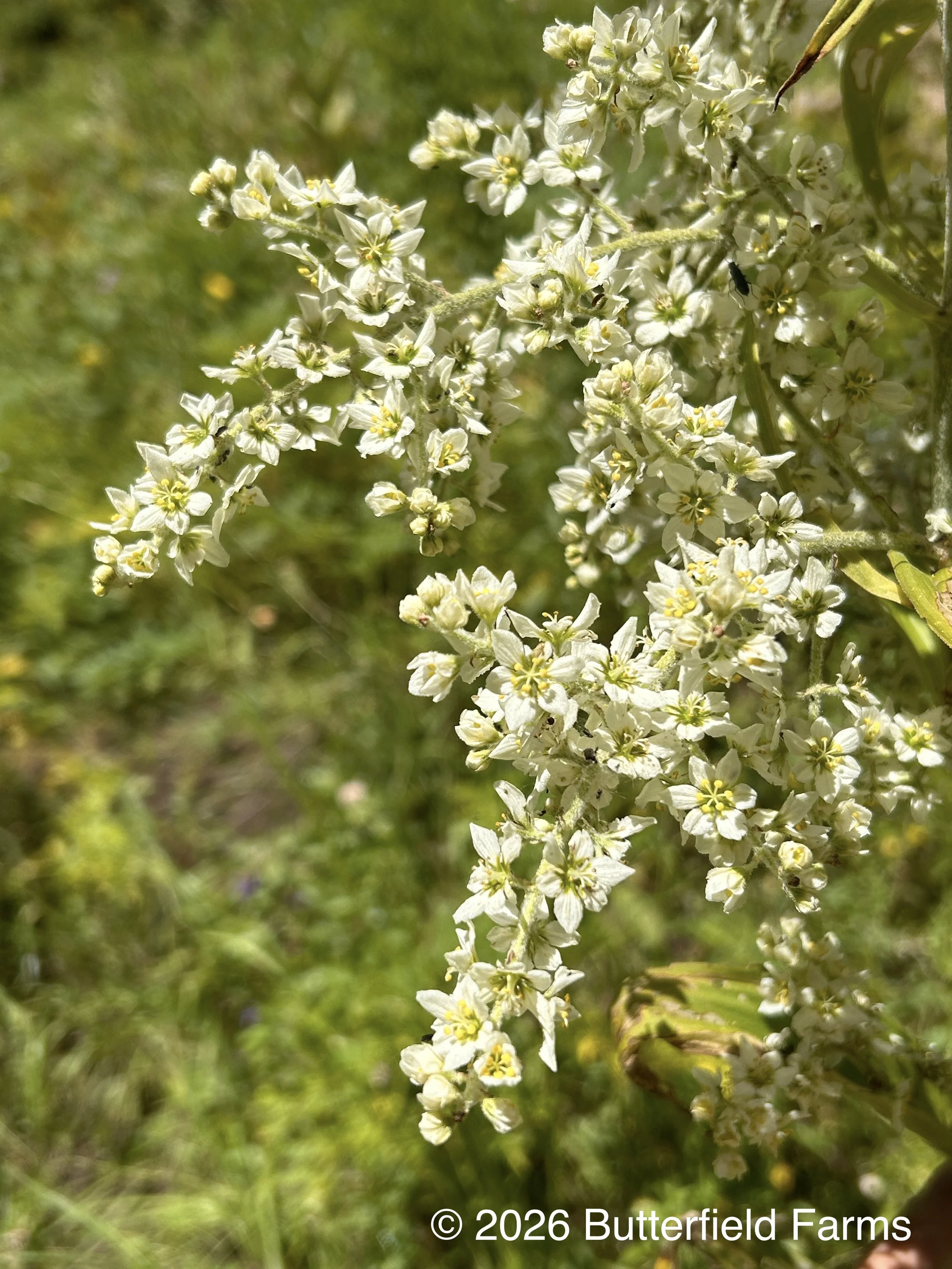 False Hellebore flowers.jpg