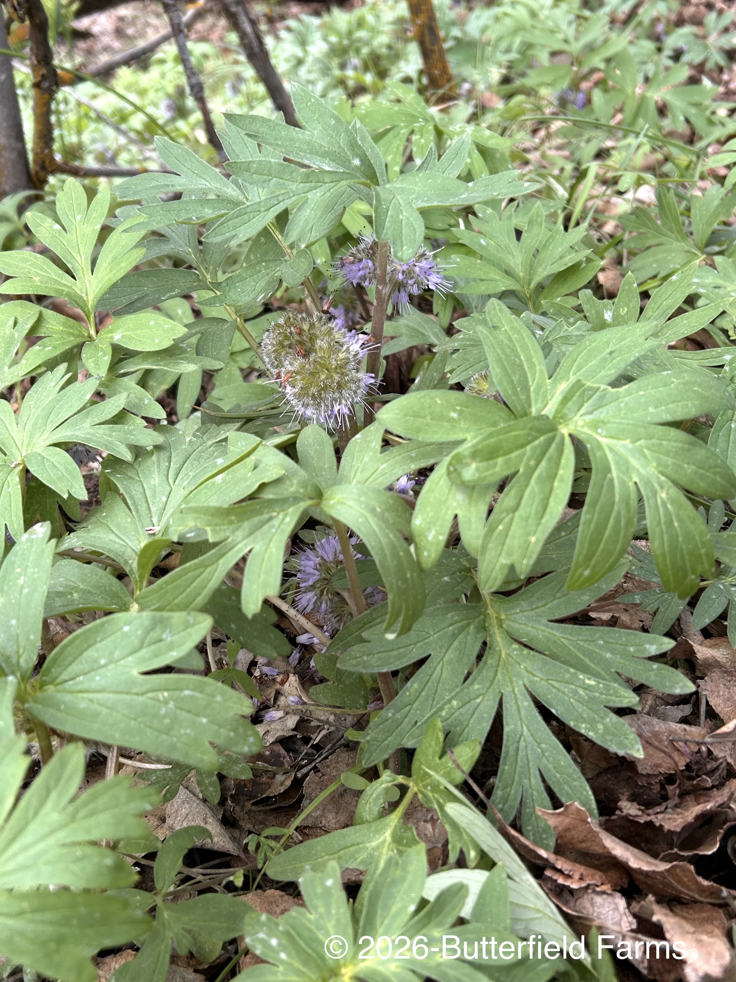 Ballhead Waterleaf plant.jpg