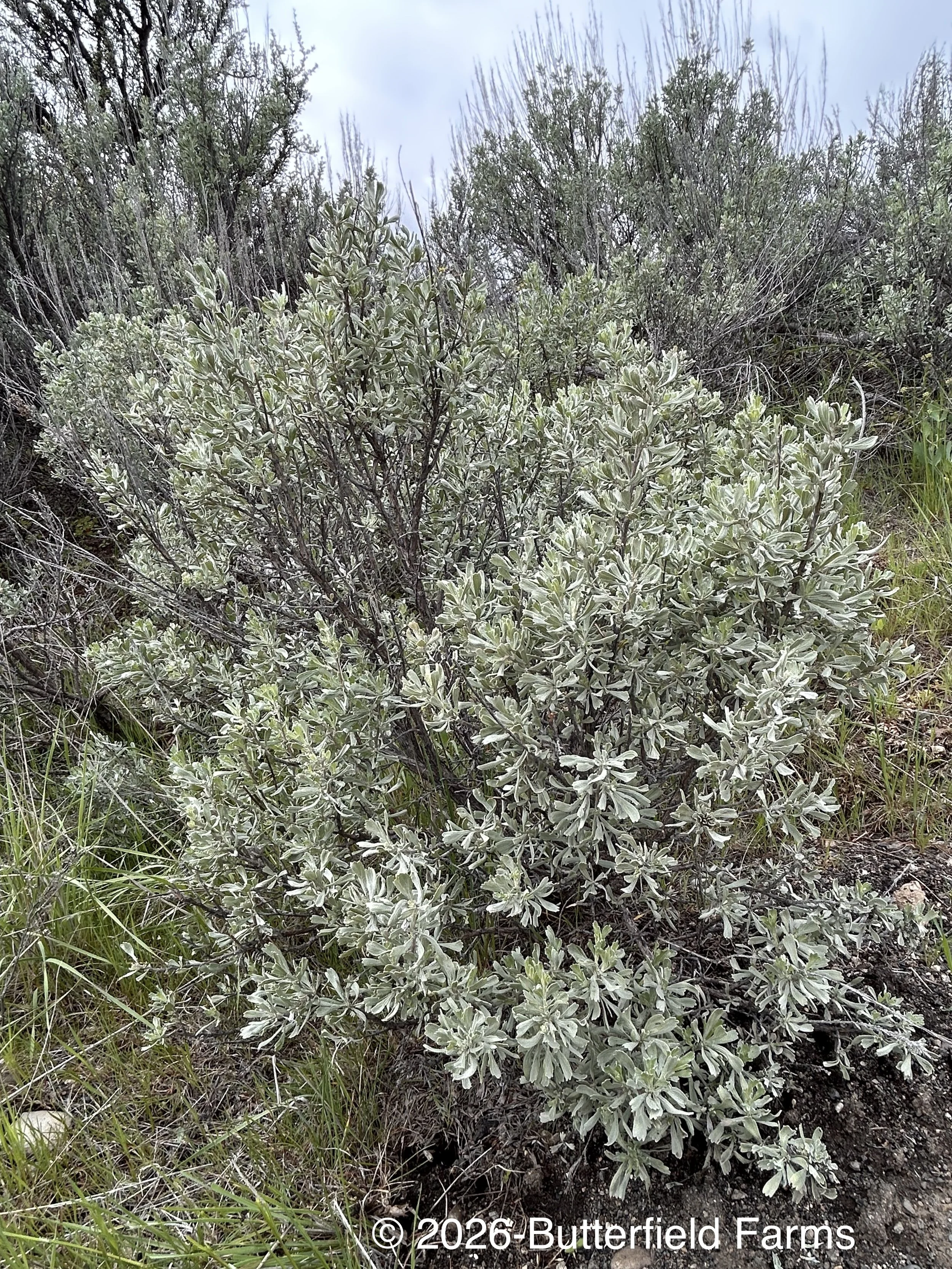 Tall Mountain Sagebrush
