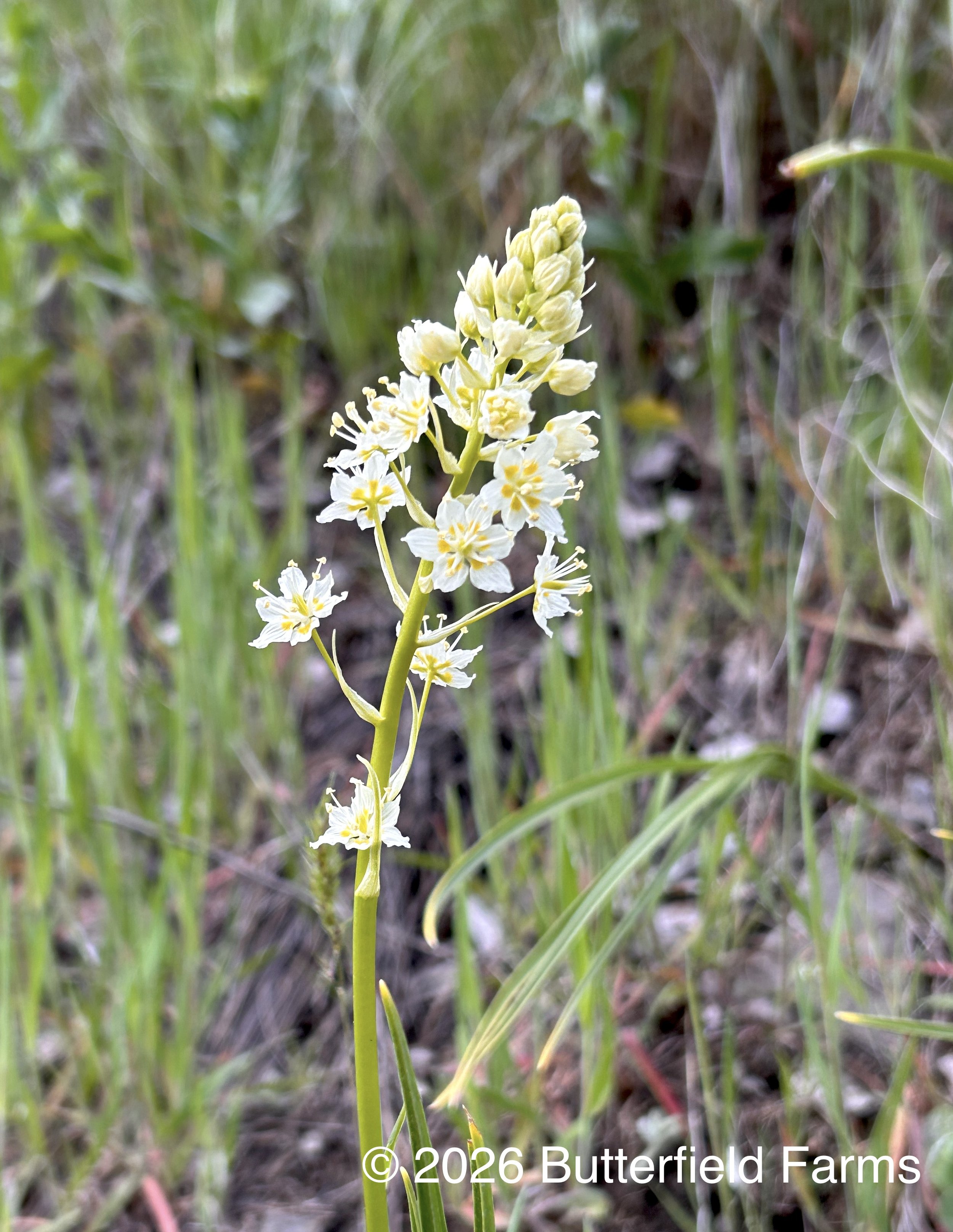 Death Camas 1.jpg