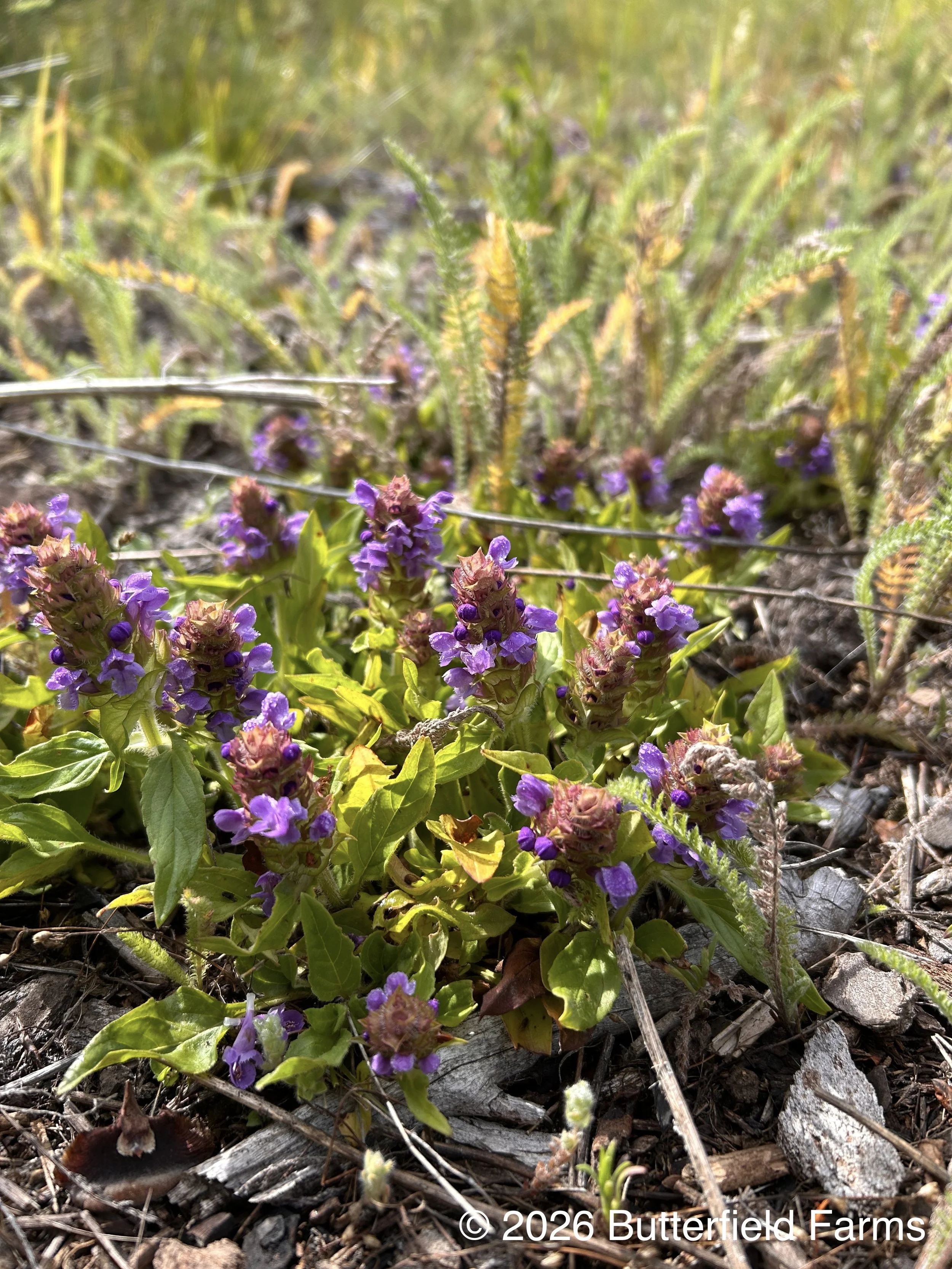 Selfheal plant.jpg