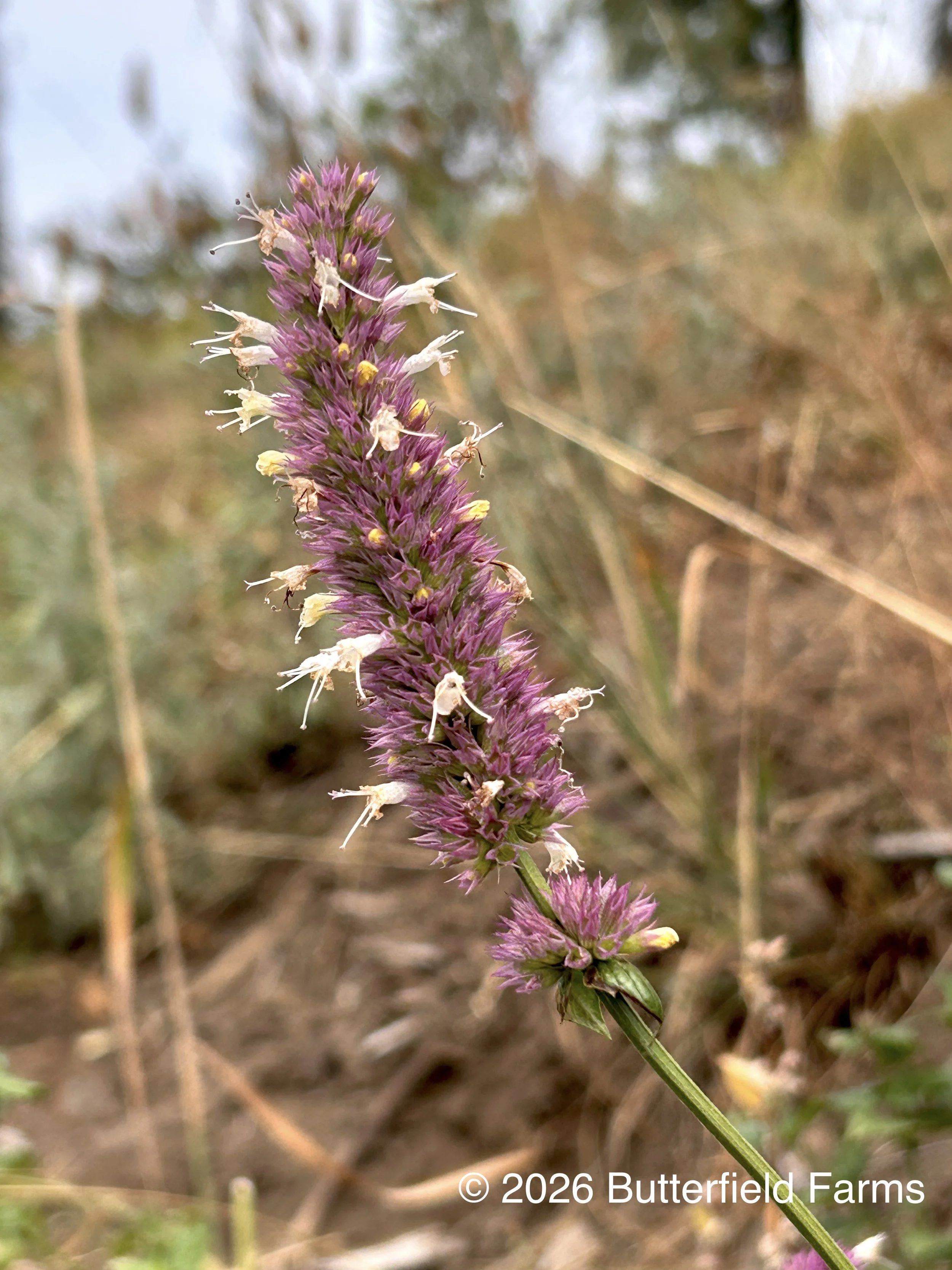 horsemint flower.jpg