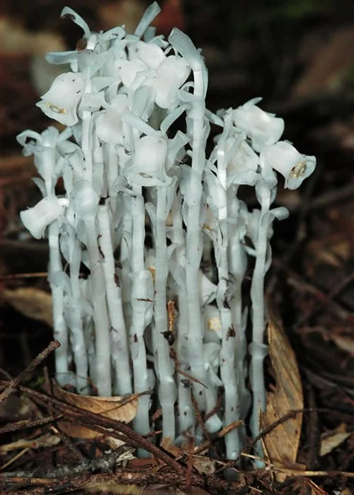Indian Pipe.jpg