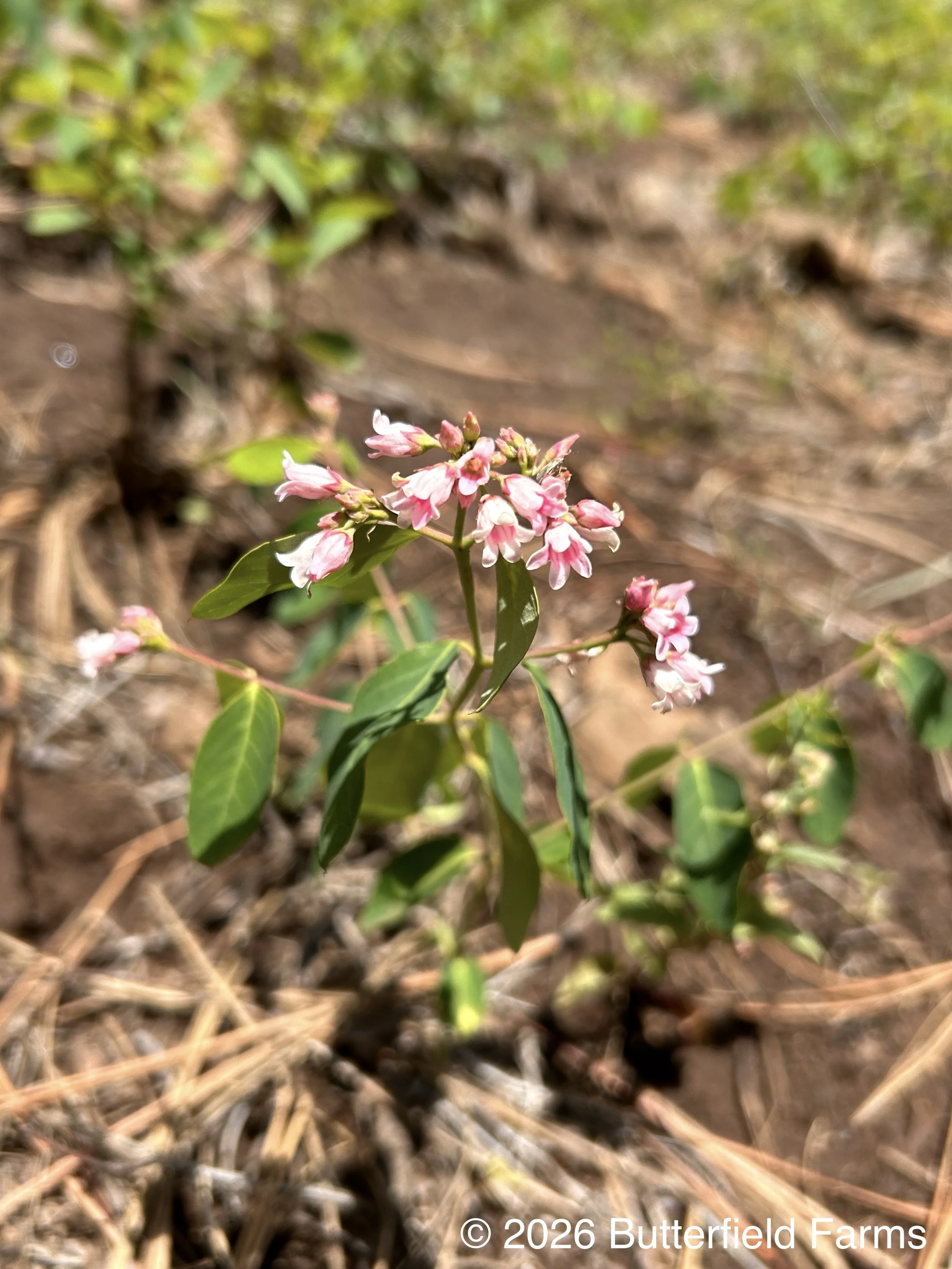 Spreading Dogbane