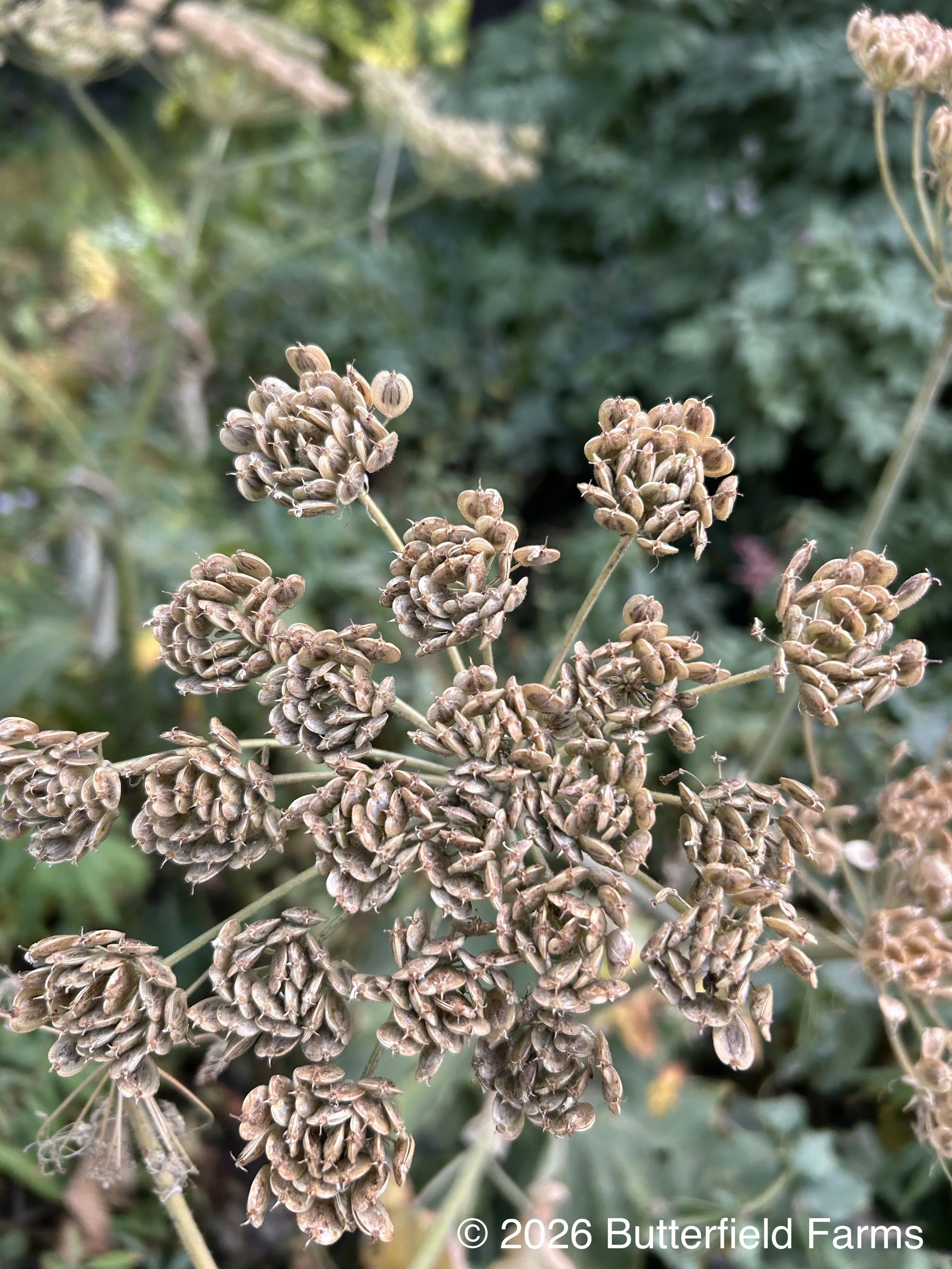 Cow Parsnip-seedhead.jpg