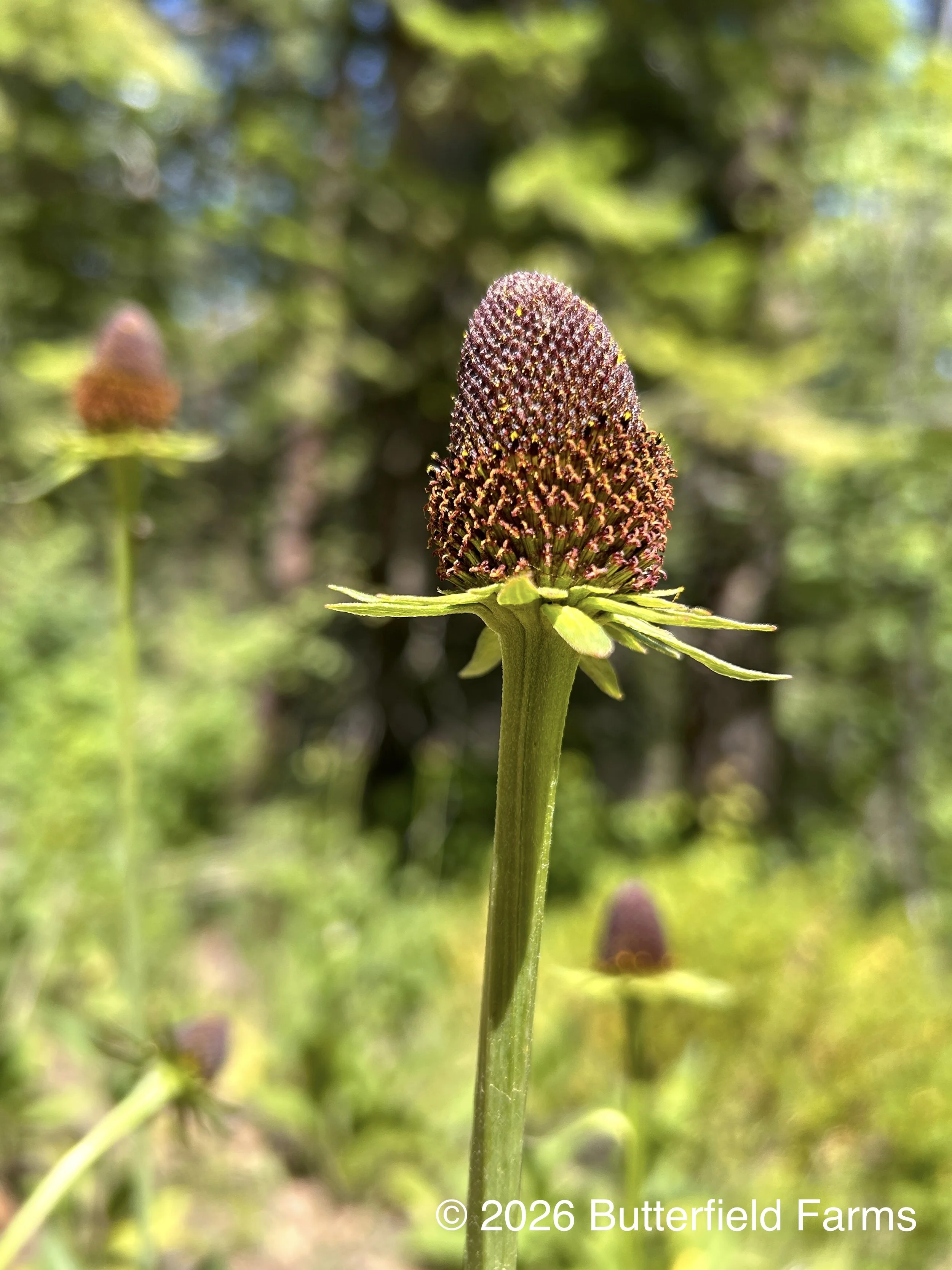 Western Coneflower