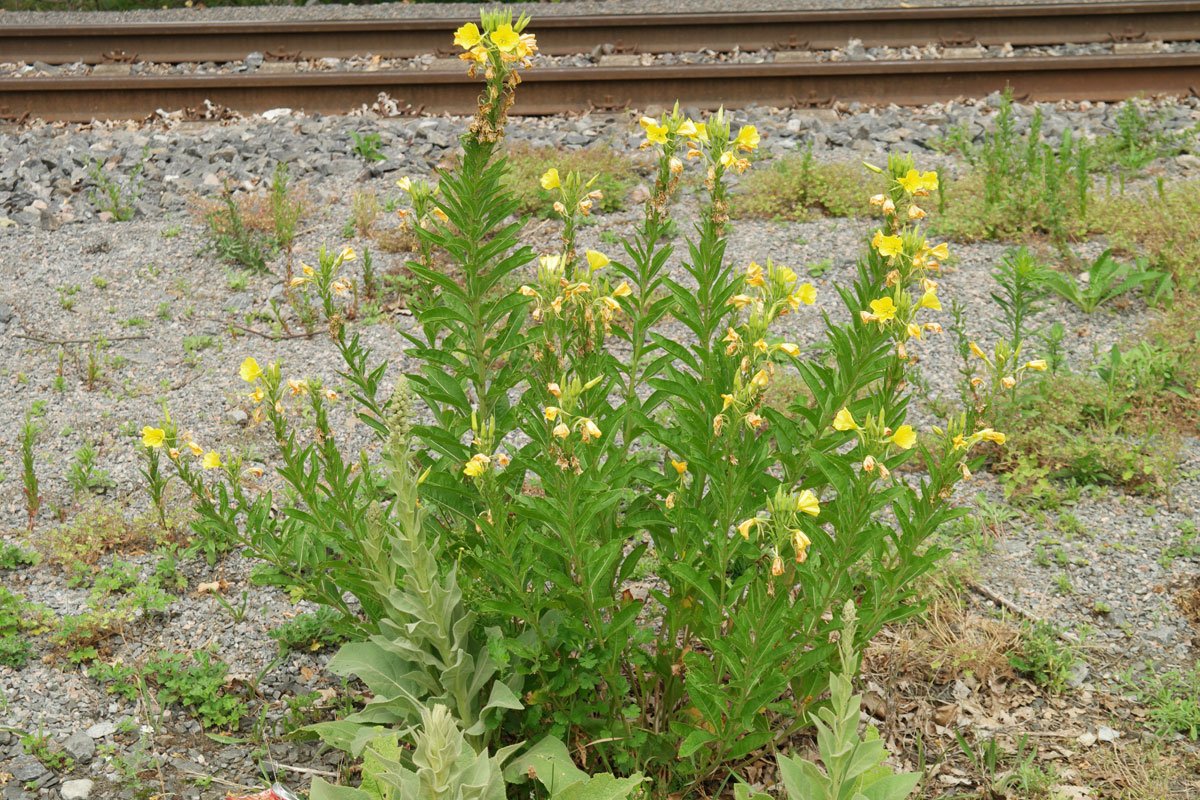 Common Evening Primrose