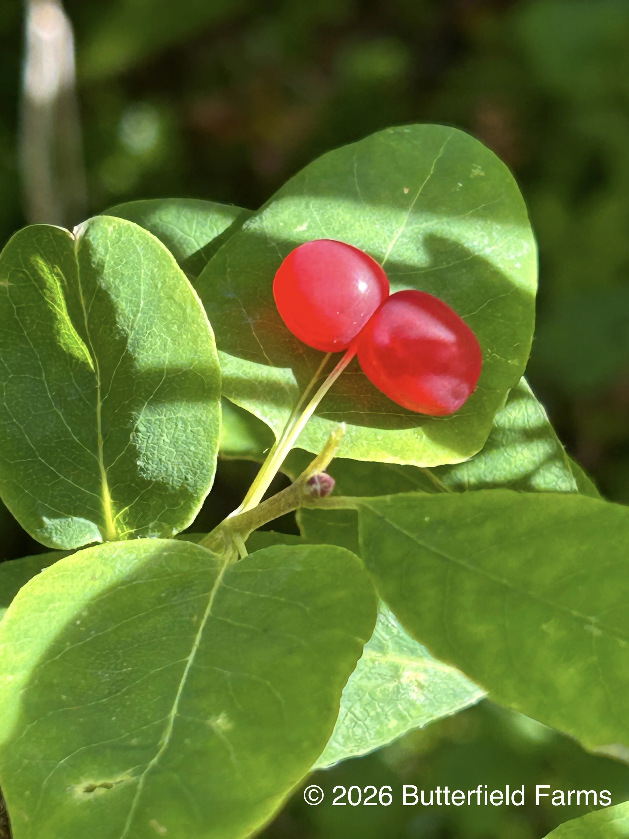 Red Twinberry