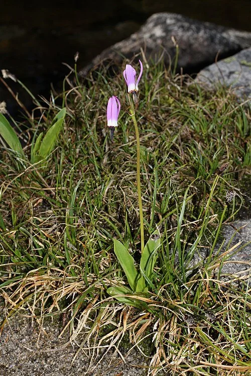 Dodecatheon_jeffreyi_0293.JPG