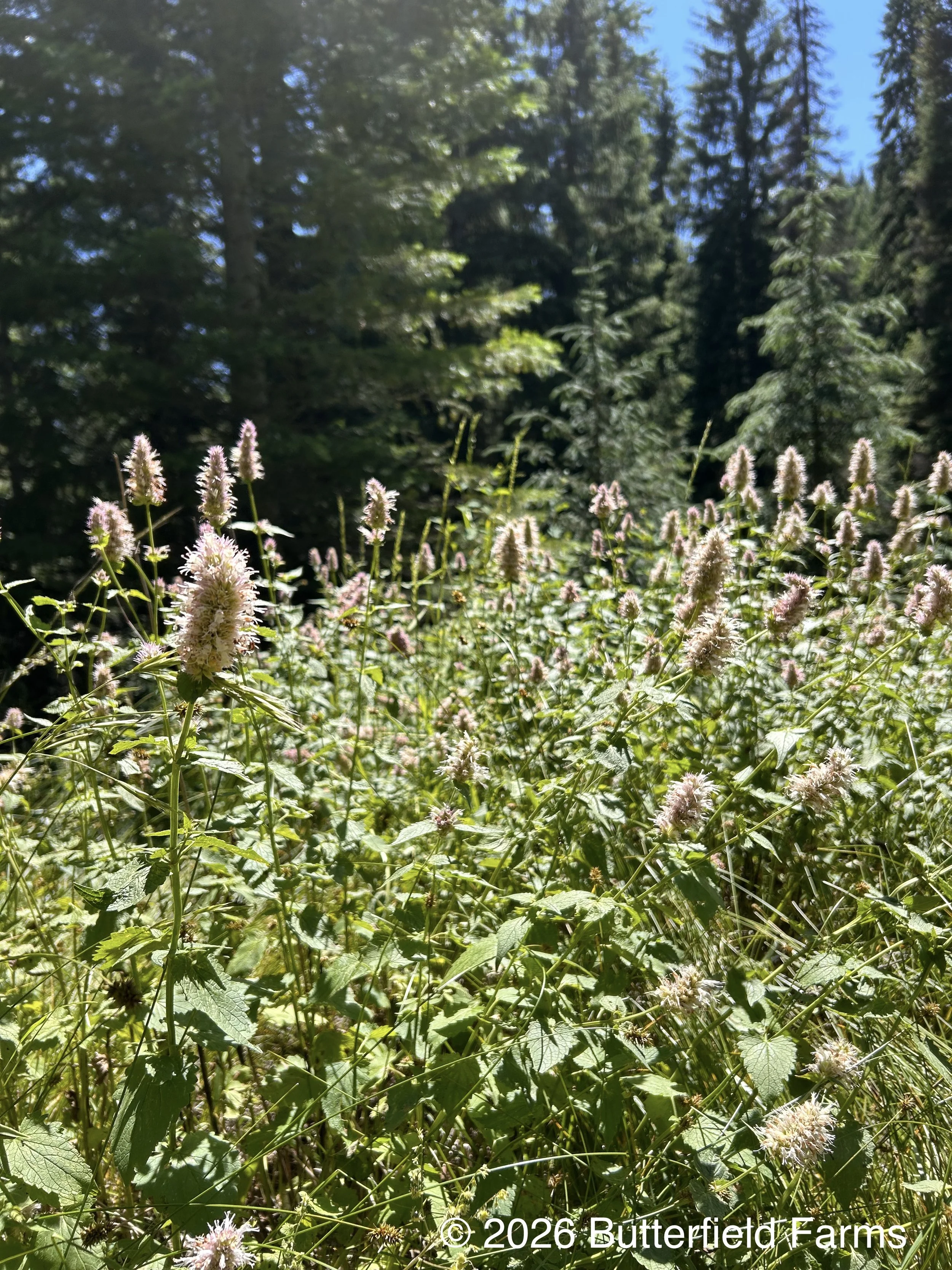 Horsemint.jpg