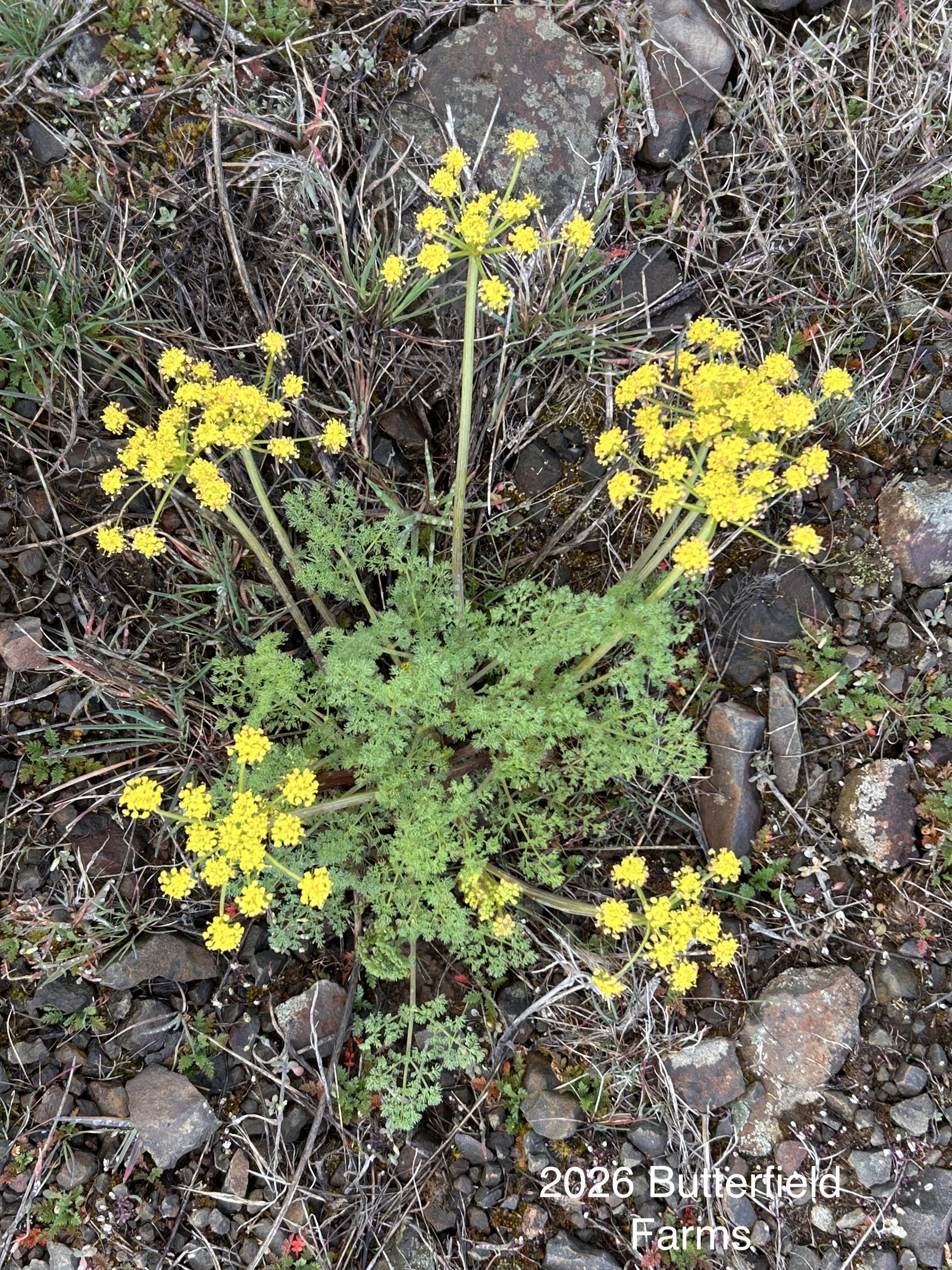 Lomatium papilioneferum 1.jpg