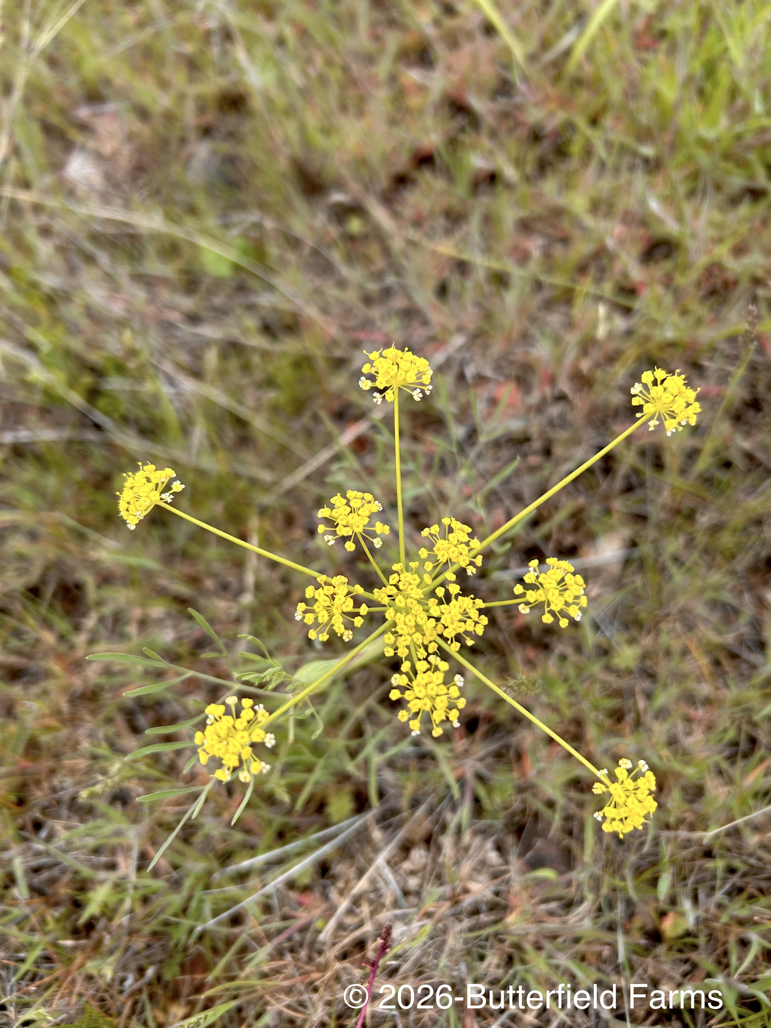 Wyeth's Lomatium flower.jpg