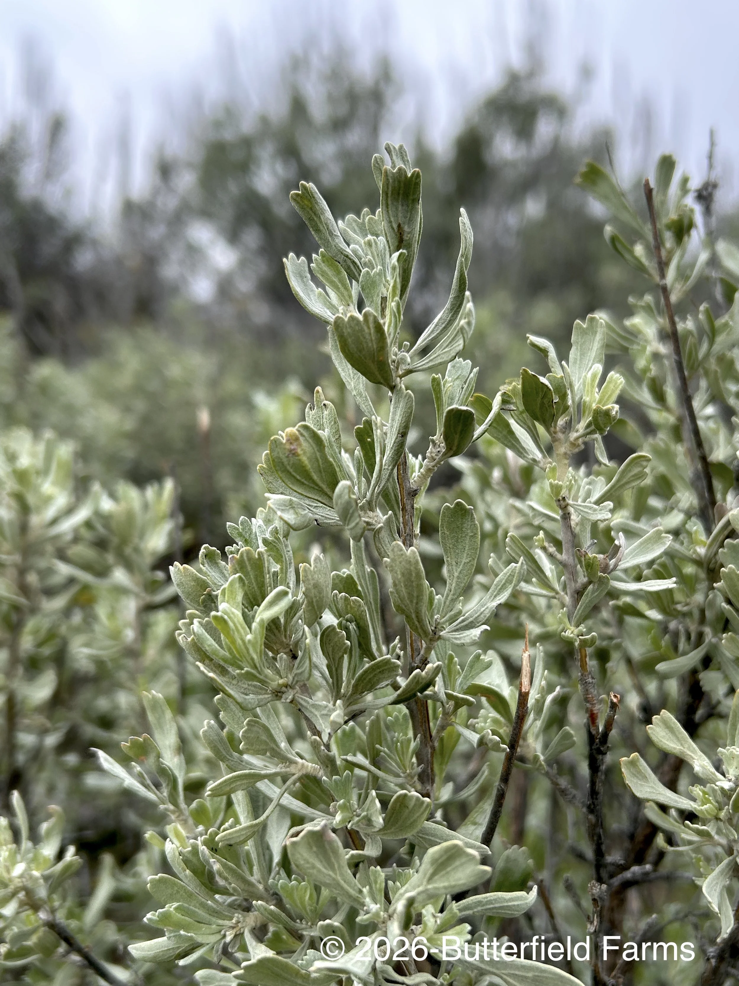 sage leaf.jpg