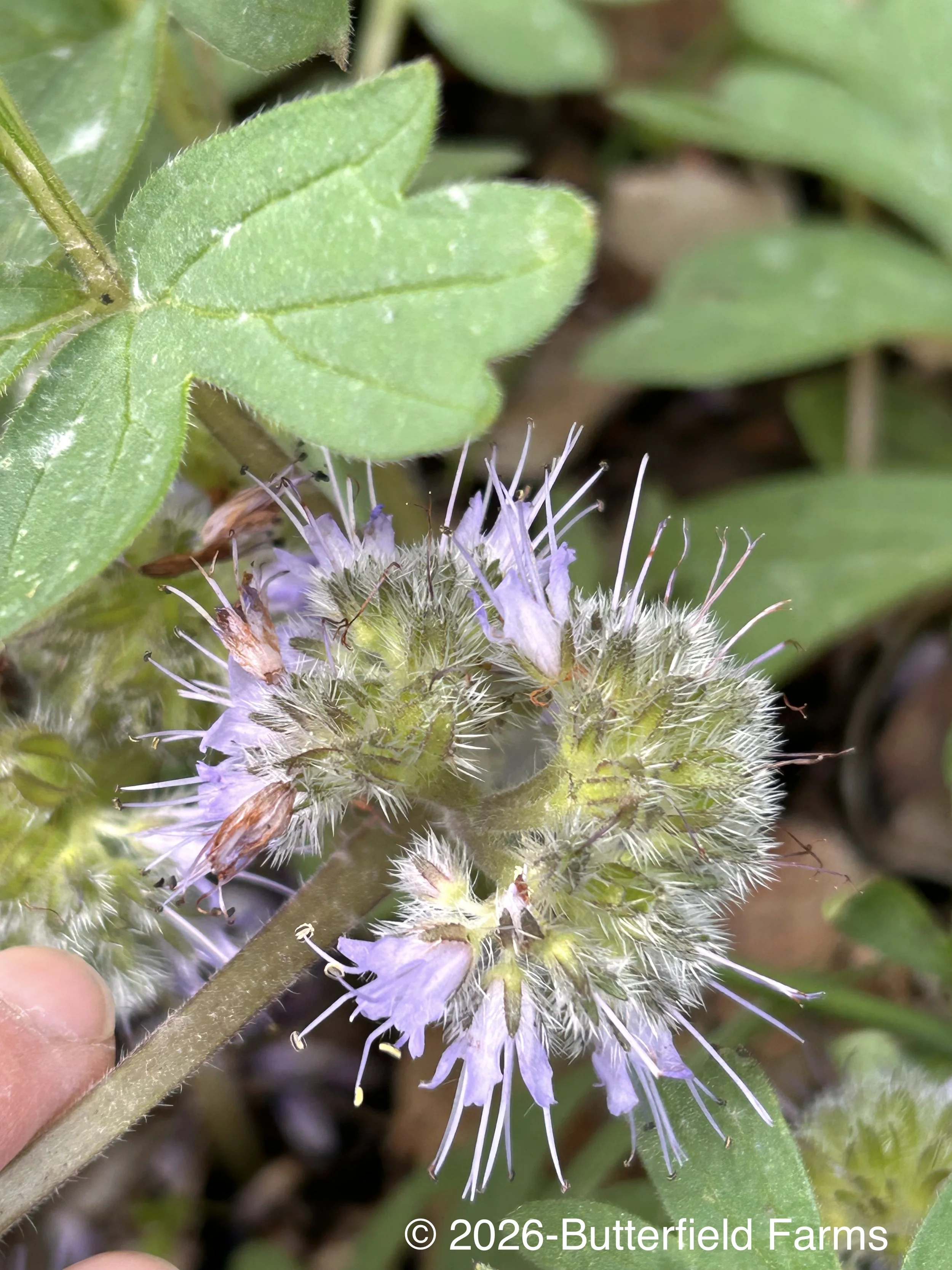 Ballhead Waterleaf flower.jpg