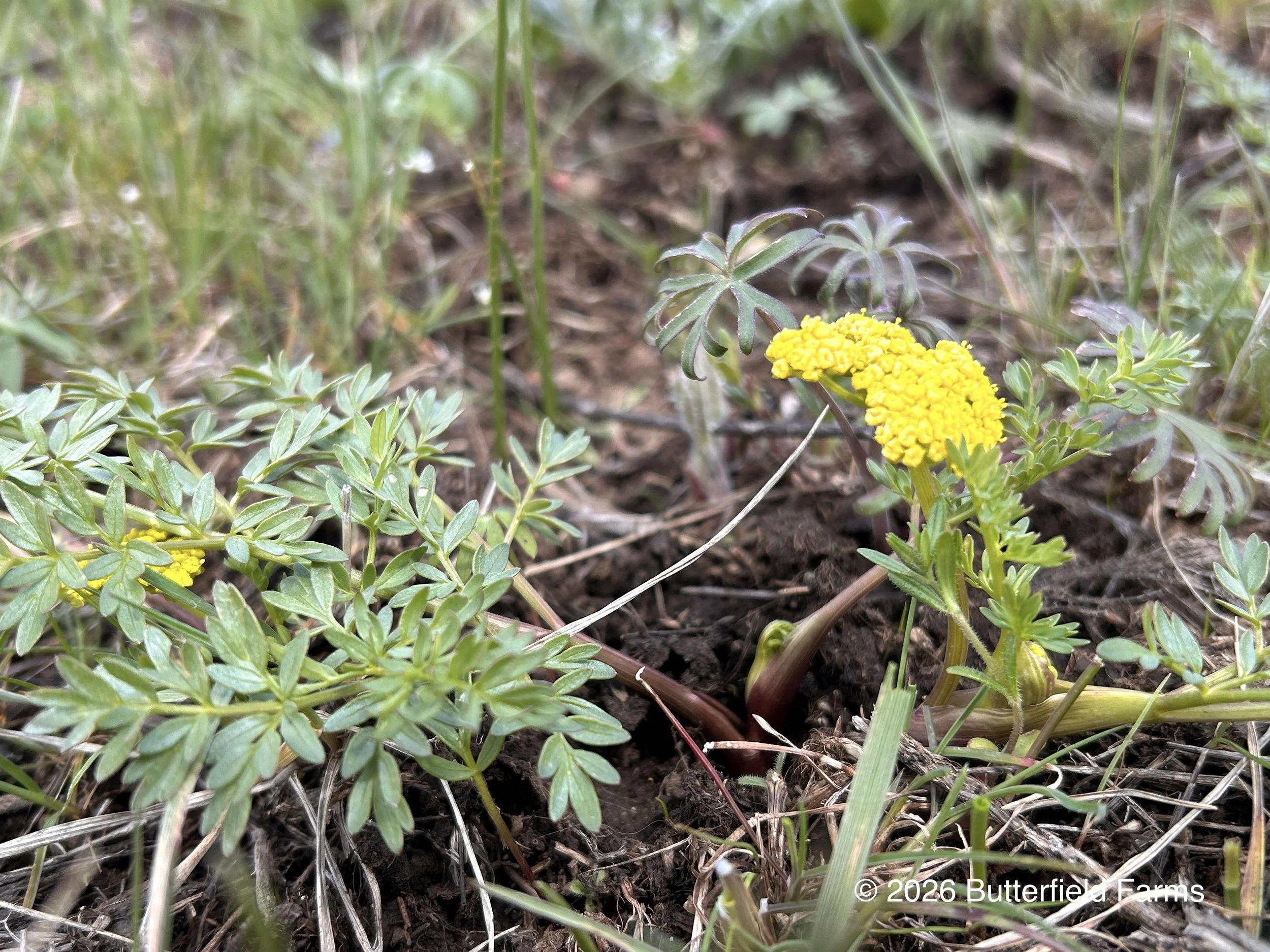 Cous Biscuitroot Lomatium