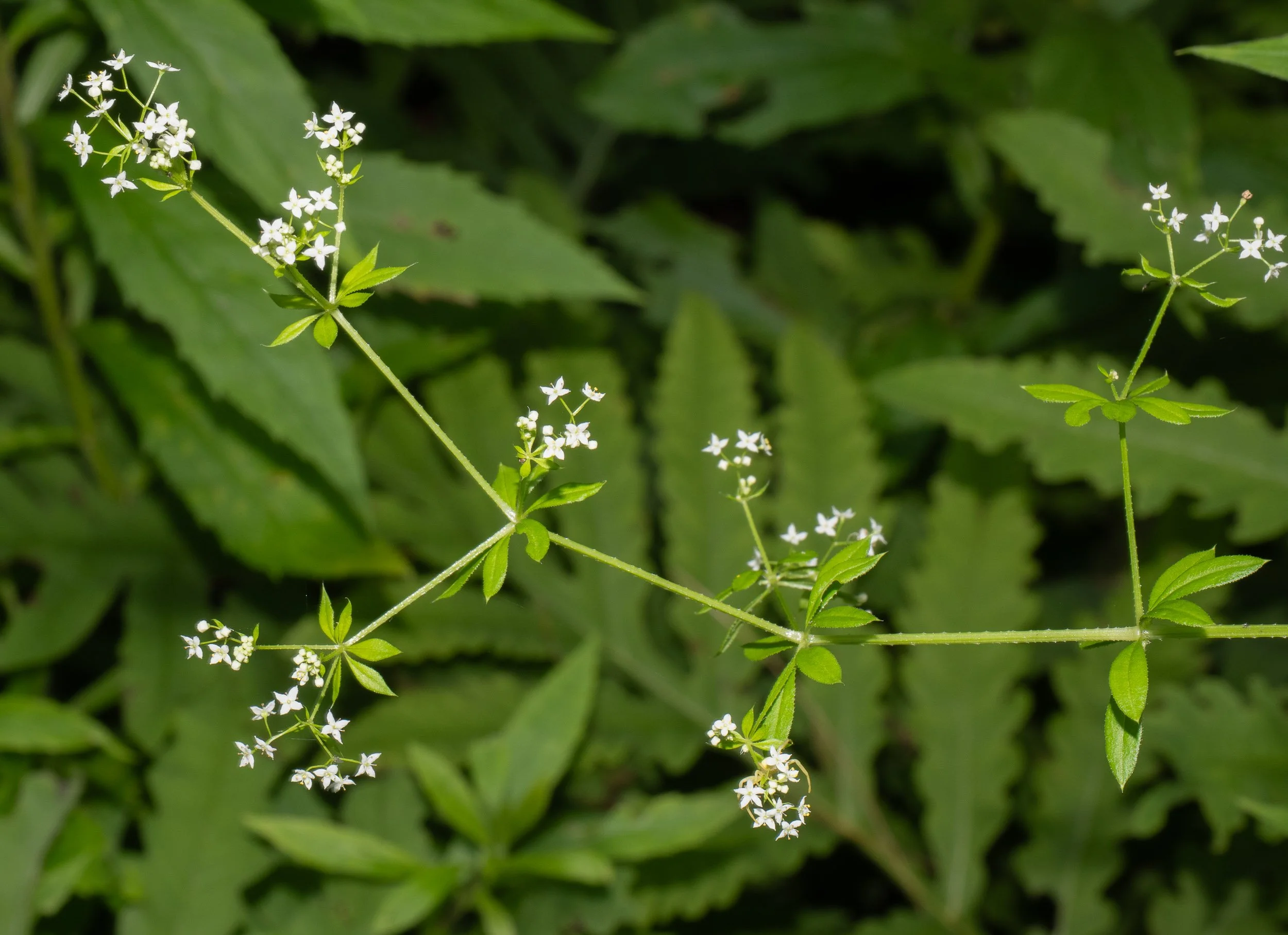 Bedstraw, Fragrant.jpg