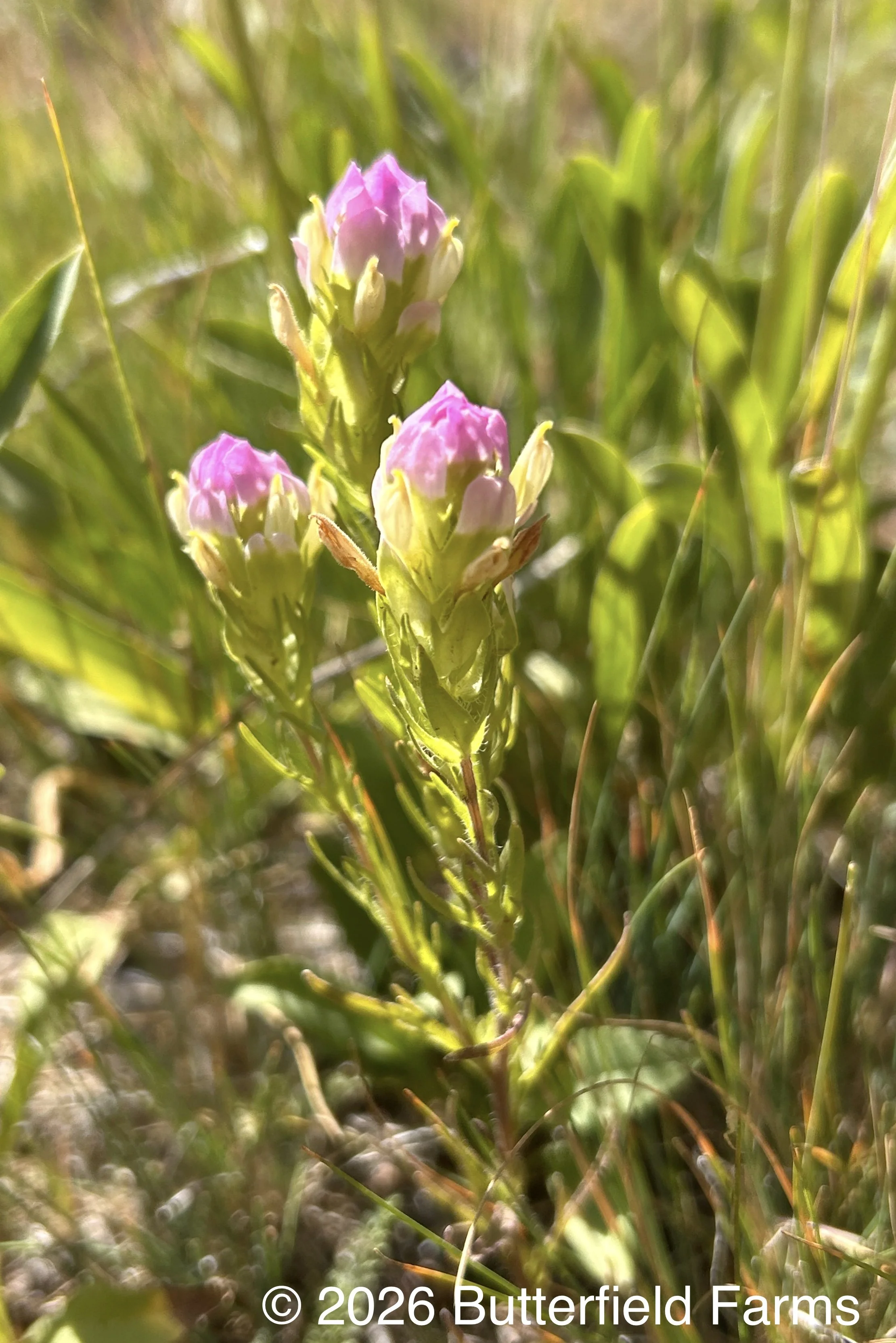 Thin-leaved Owl Clover