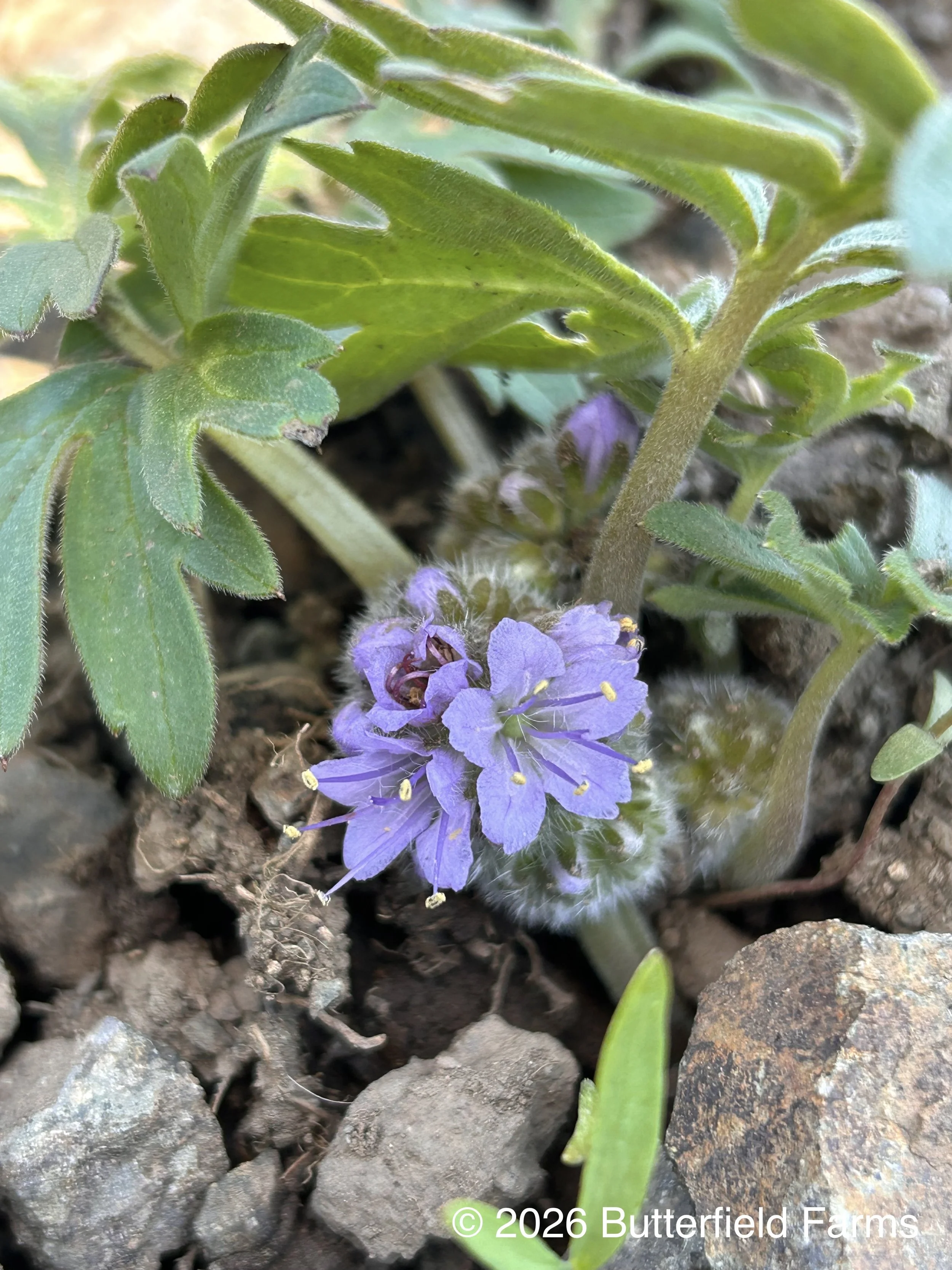 flower.jpg
