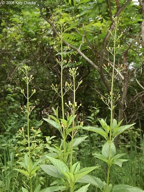 Lanceleaf Figwort 1.jpeg