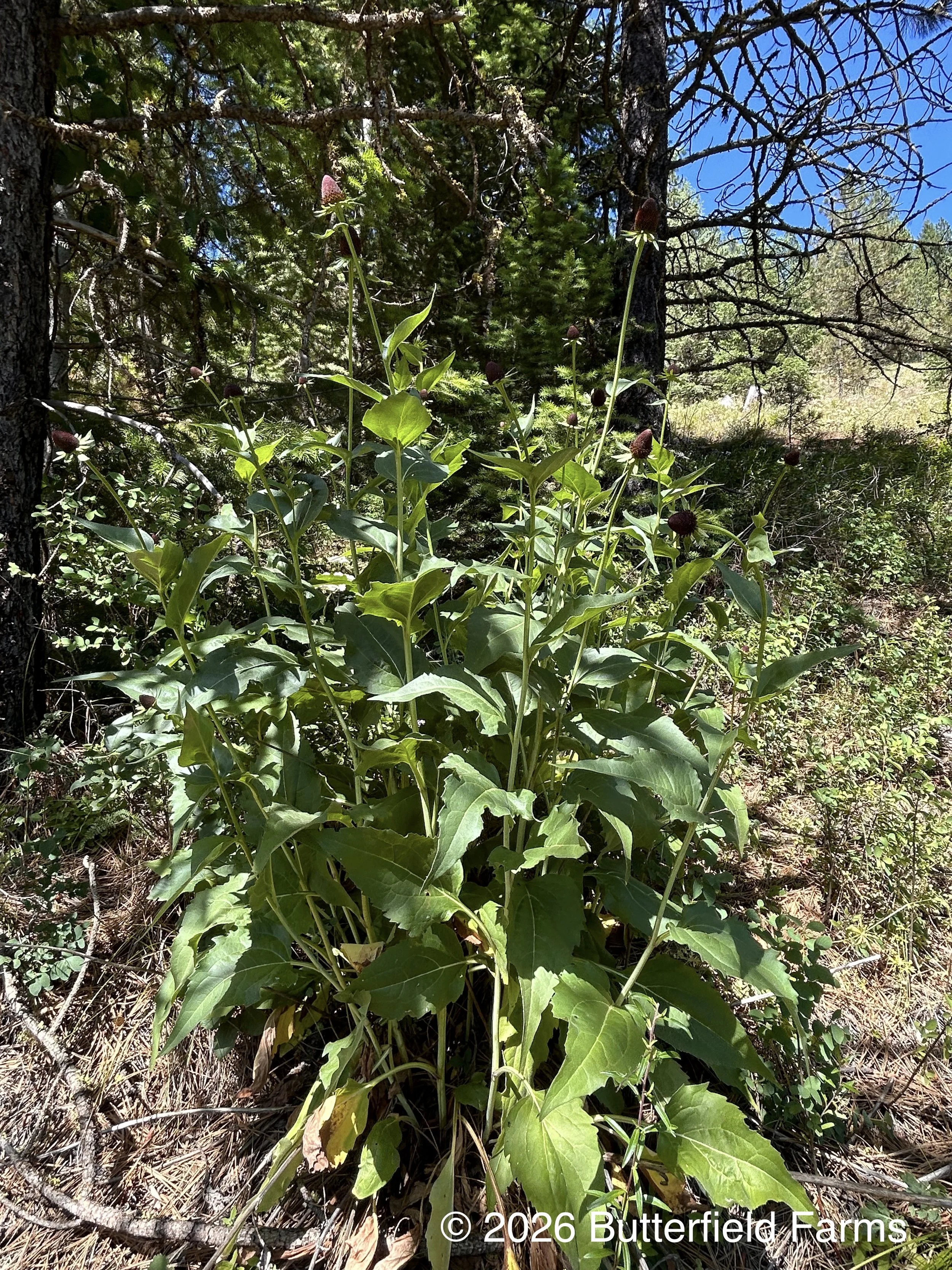 Coneflower--plant.jpg