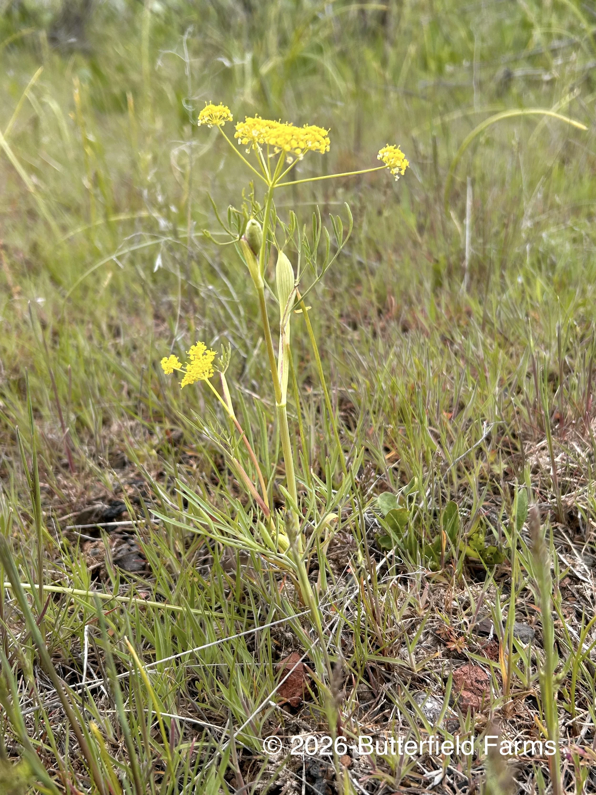 Wyeth's Lomatium plant.jpg