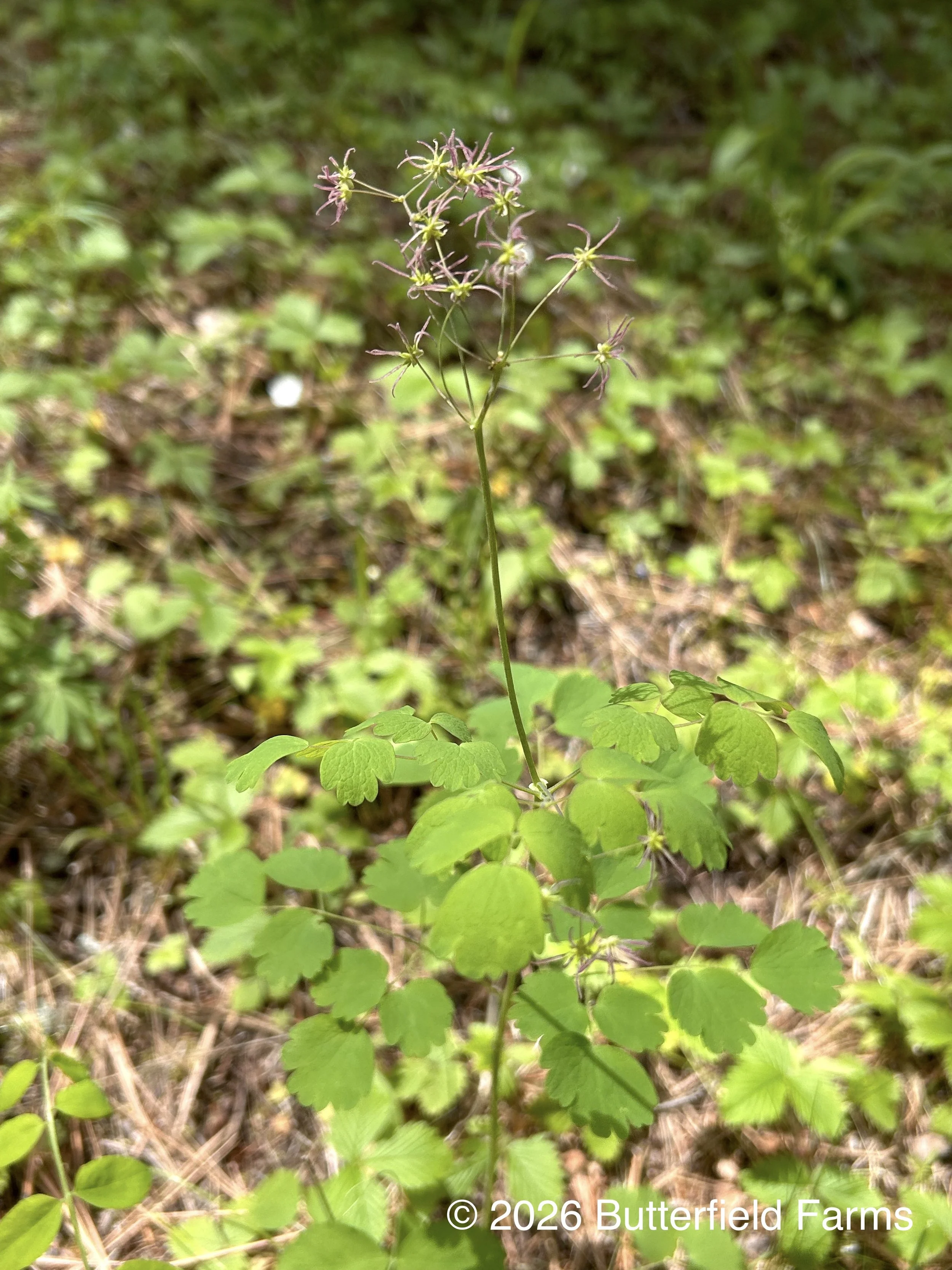 Western Meadowrue