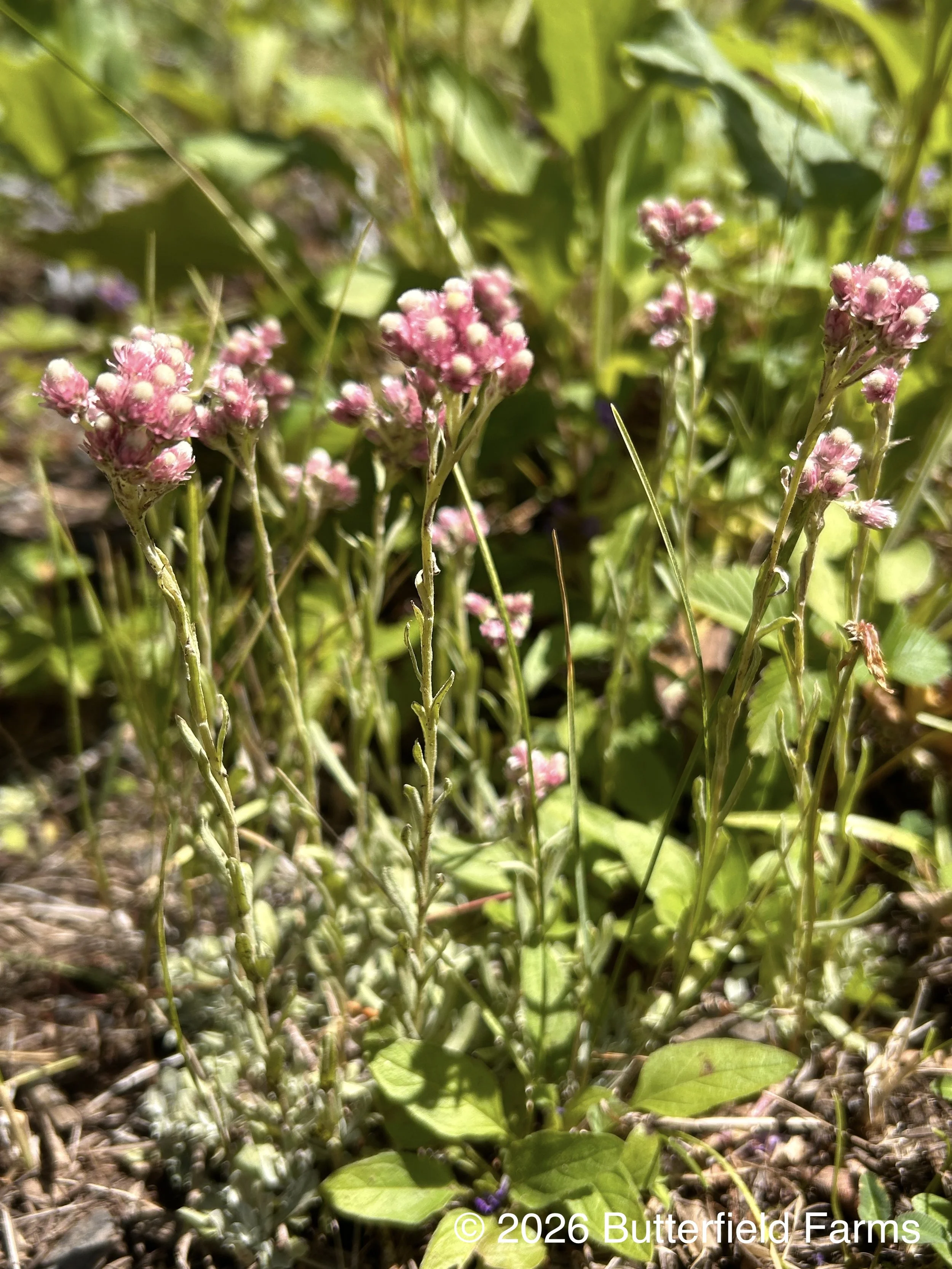 Rosy Pussytoes plant.jpg