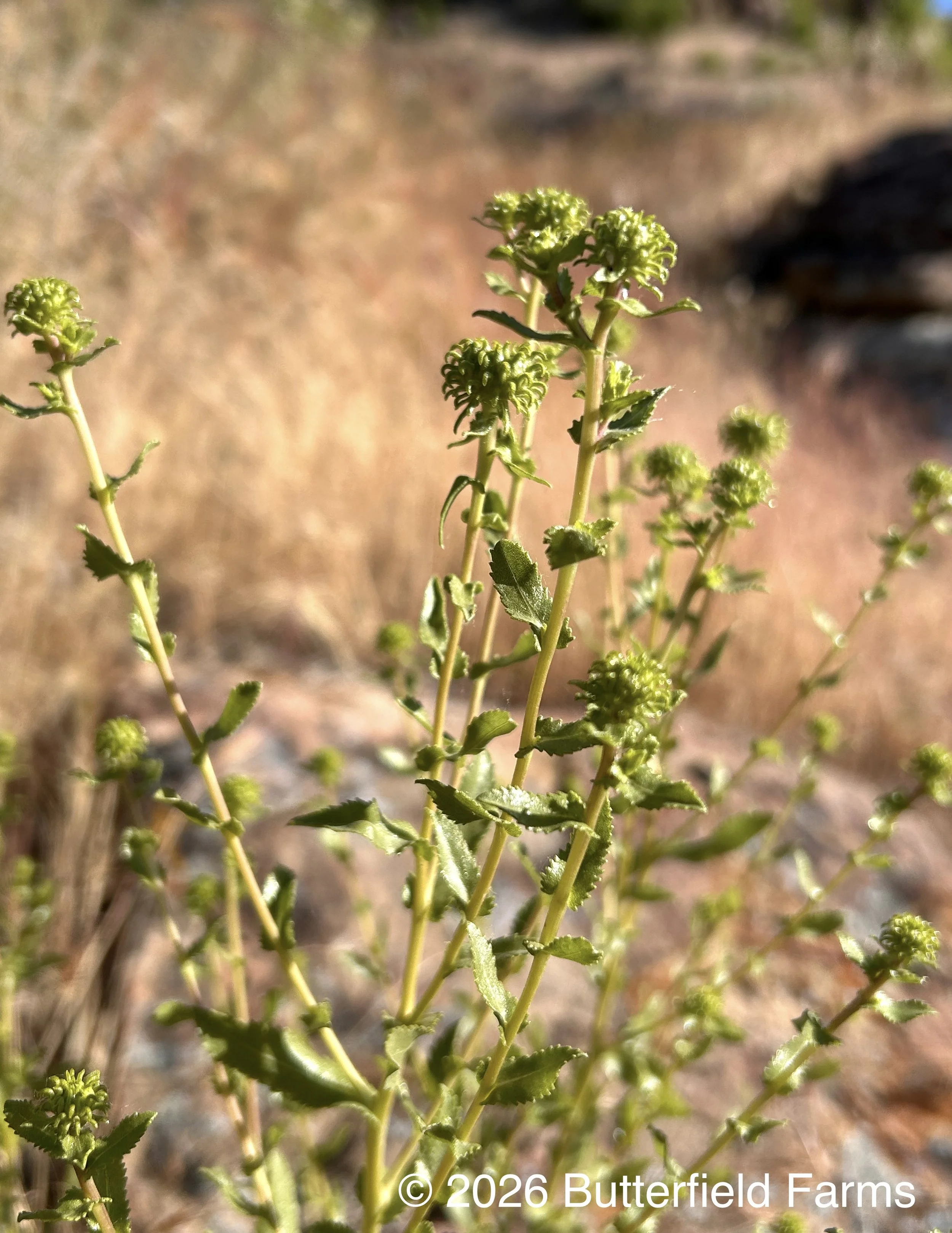 Gumweed seedheads.jpg