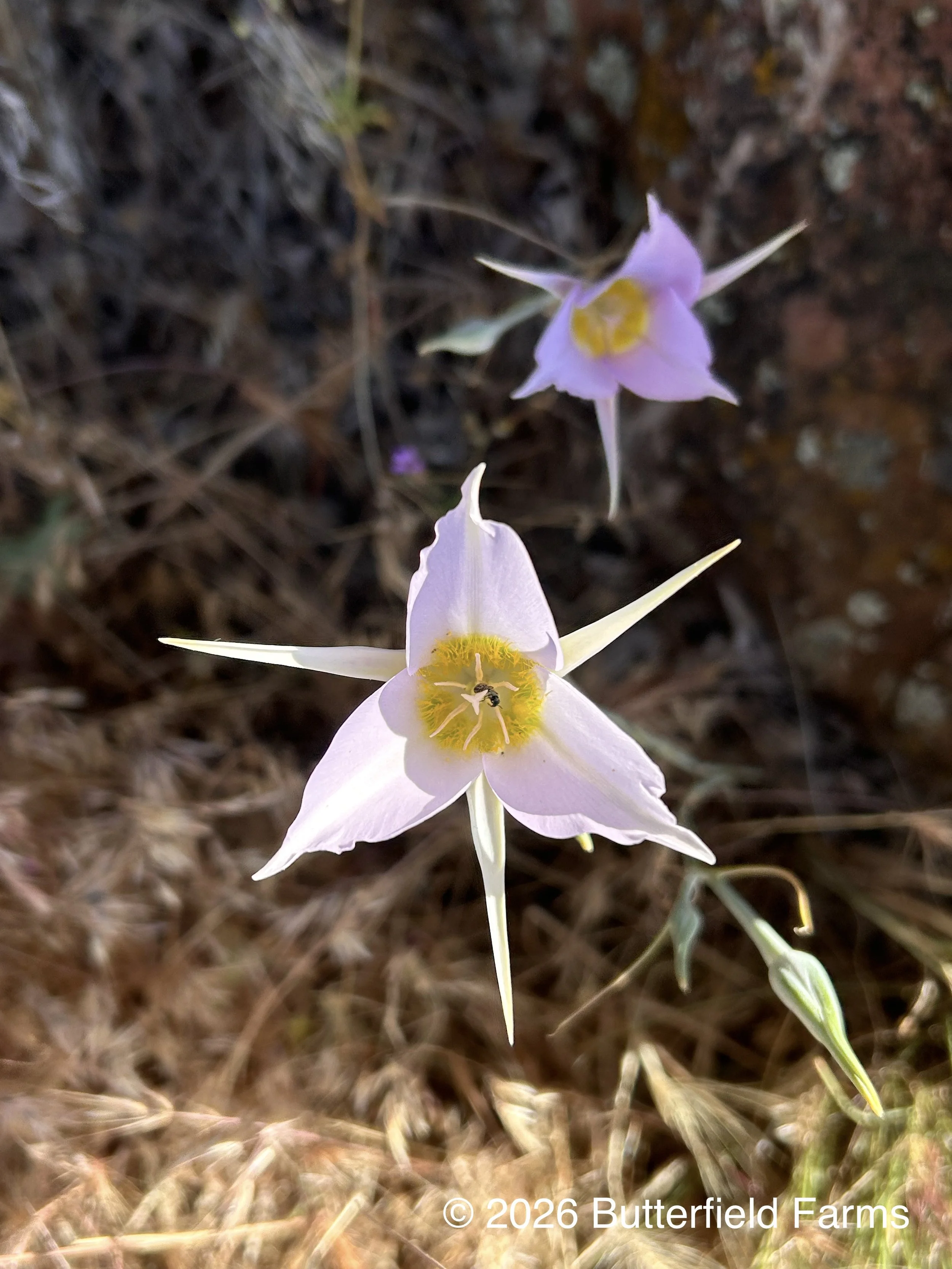 Sagebrush Mariposa Lily