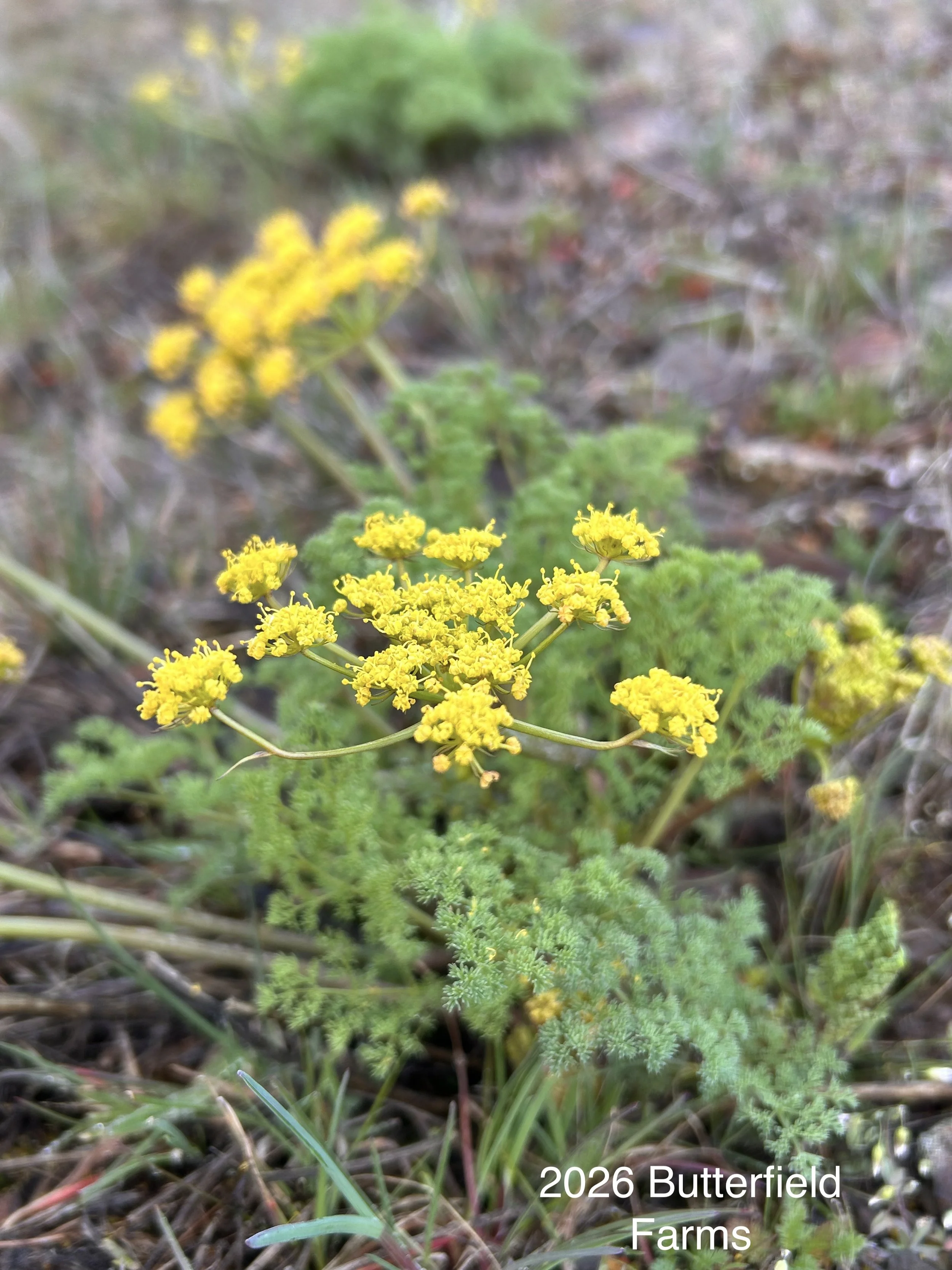 Lomatium papilioneferum 2.jpg